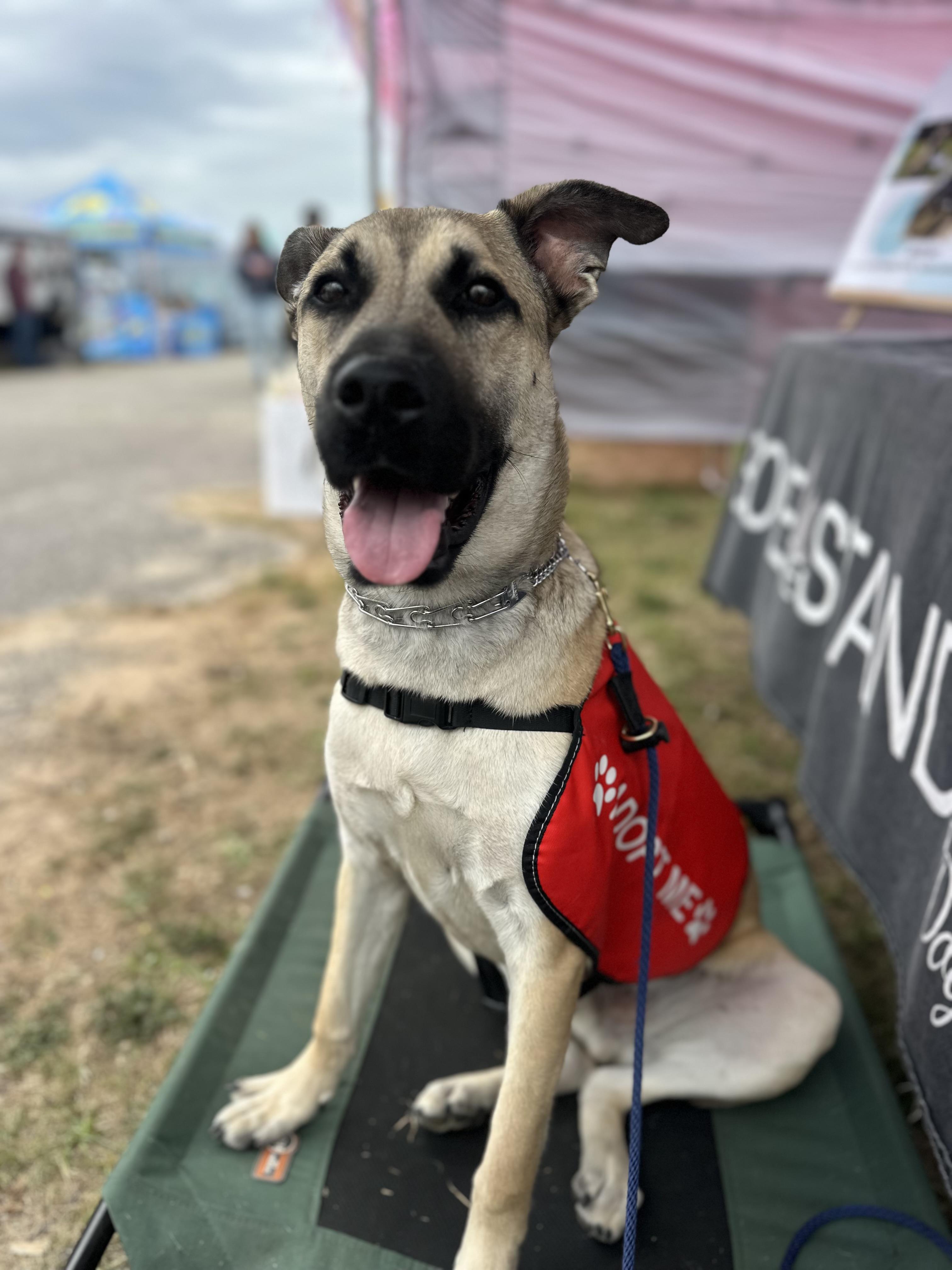 Enlarge STANLEY , a ADOPTABLE mixed breed in Defuniak Springs , FL image 1/5