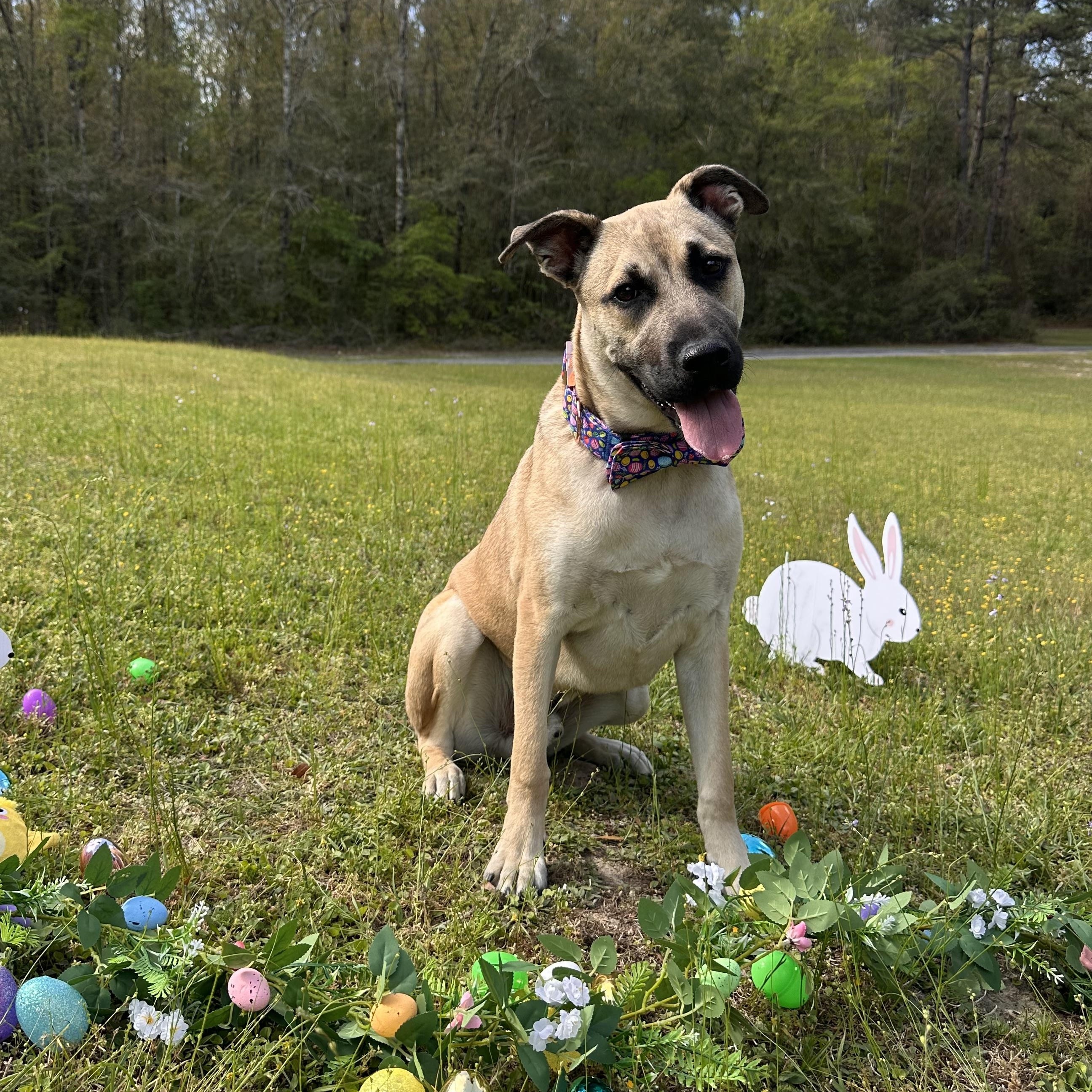 Enlarge STANLEY , a ADOPTABLE mixed breed in Defuniak Springs , FL image 2/5