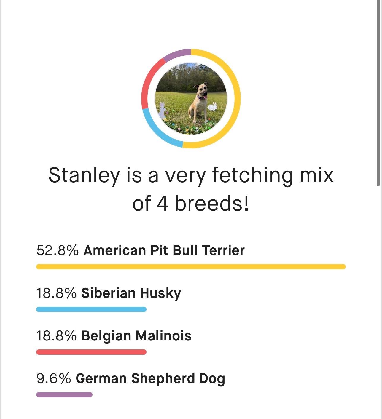 Enlarge STANLEY , a ADOPTABLE mixed breed in Defuniak Springs , FL image 4/5