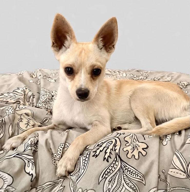 Truman, a ADOPTABLE Chihuahua in Godfrey, IL image 5/6