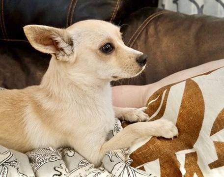 Truman, a ADOPTABLE Chihuahua in Godfrey, IL image 3/6