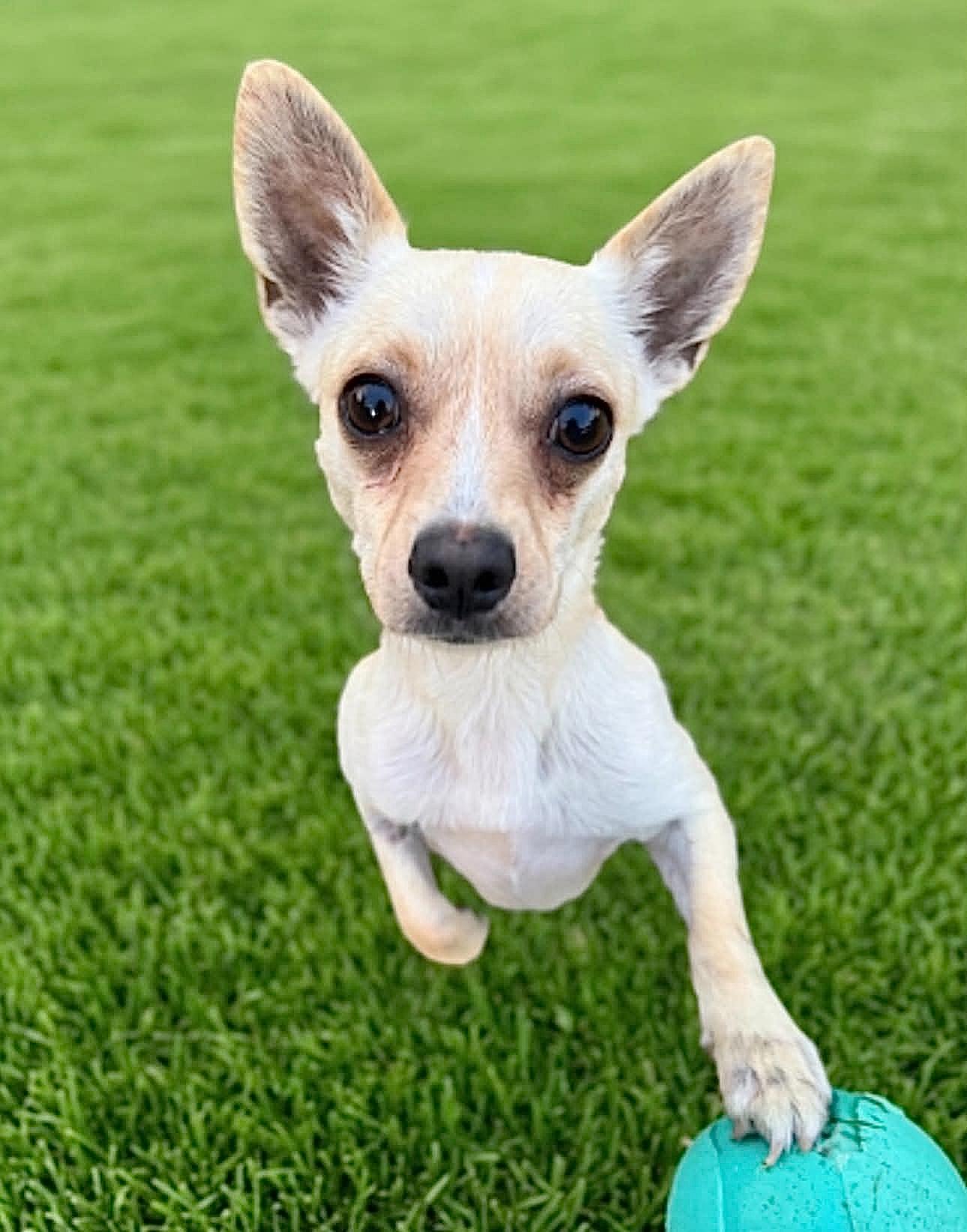 Truman, a ADOPTABLE Chihuahua in Godfrey, IL image 2/6