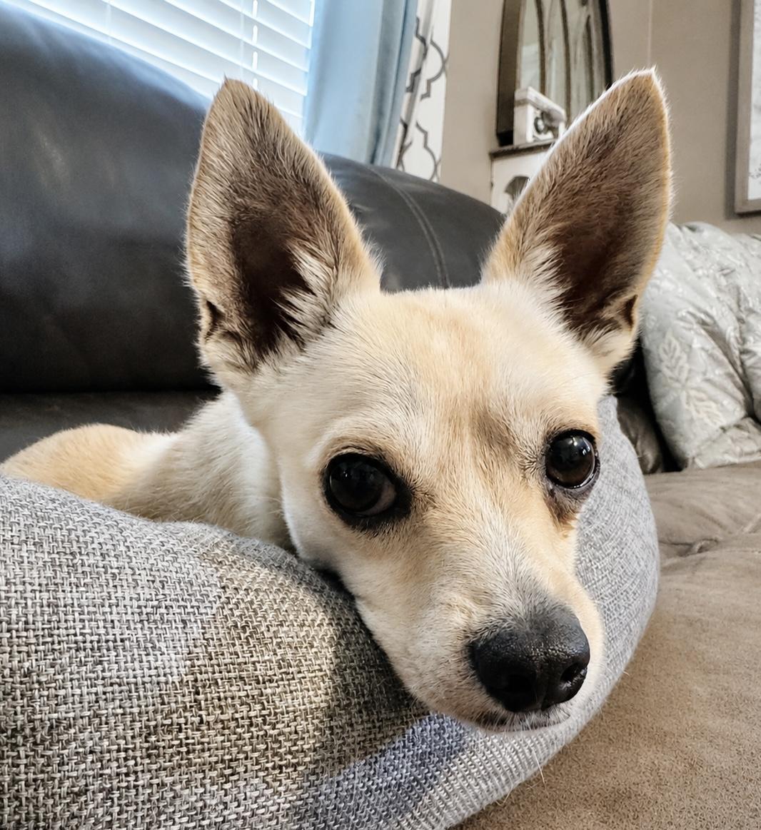 Truman, a ADOPTABLE Chihuahua in Godfrey, IL image 6/6