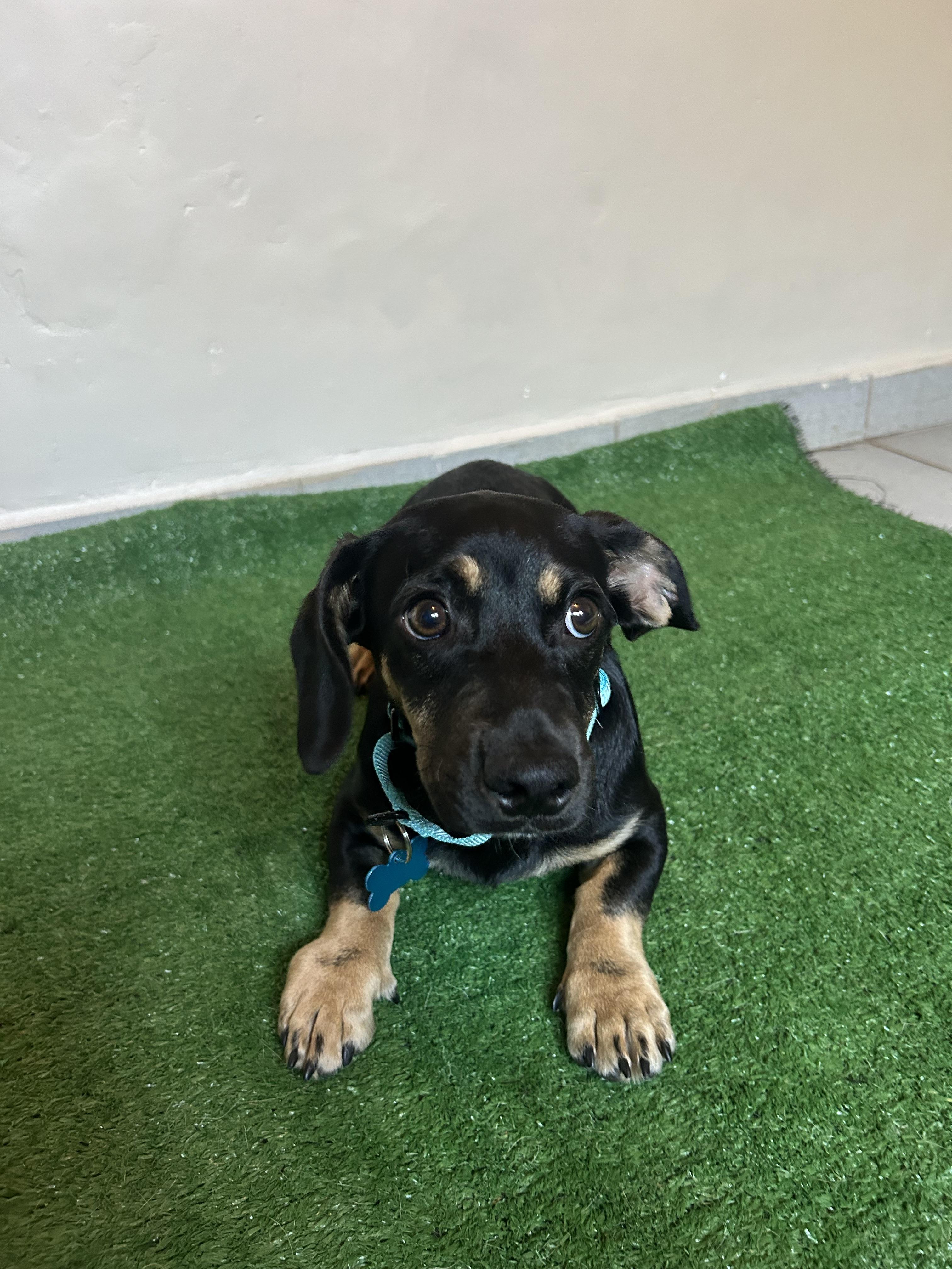 Reggie, an adopted mixed breed in San Ysidro, CA image 2/5