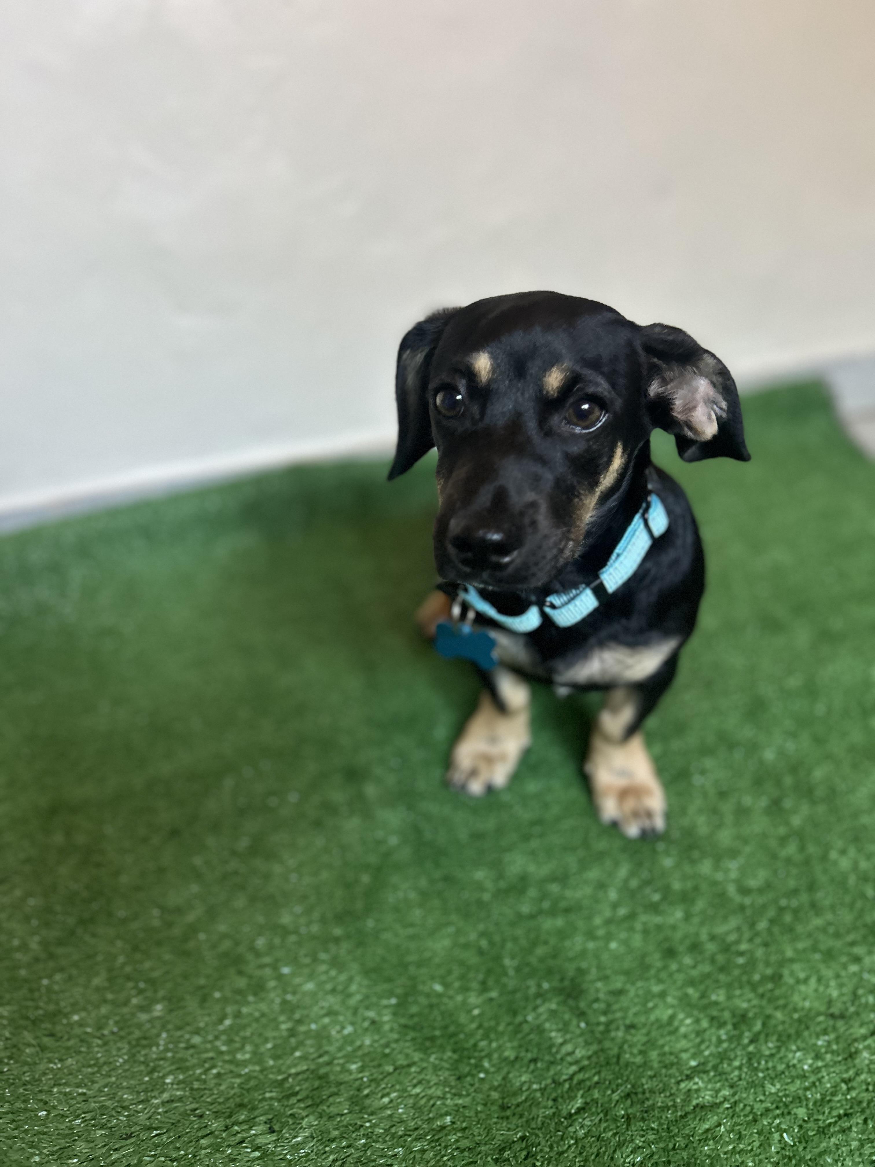 Reggie, adopted, Young Male Dachshund & Terrier.