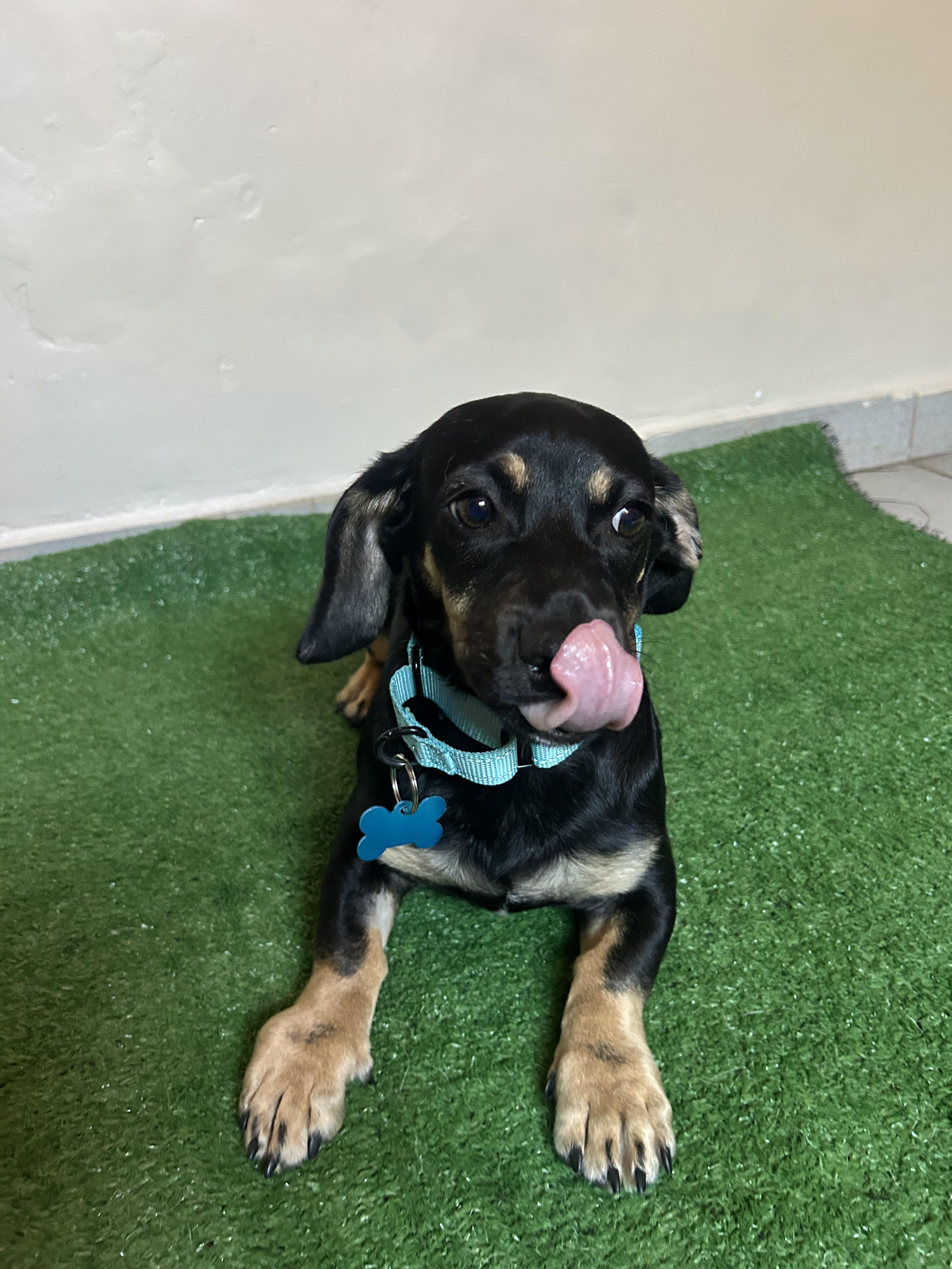 Reggie, an adopted mixed breed in San Ysidro, CA image 4/5