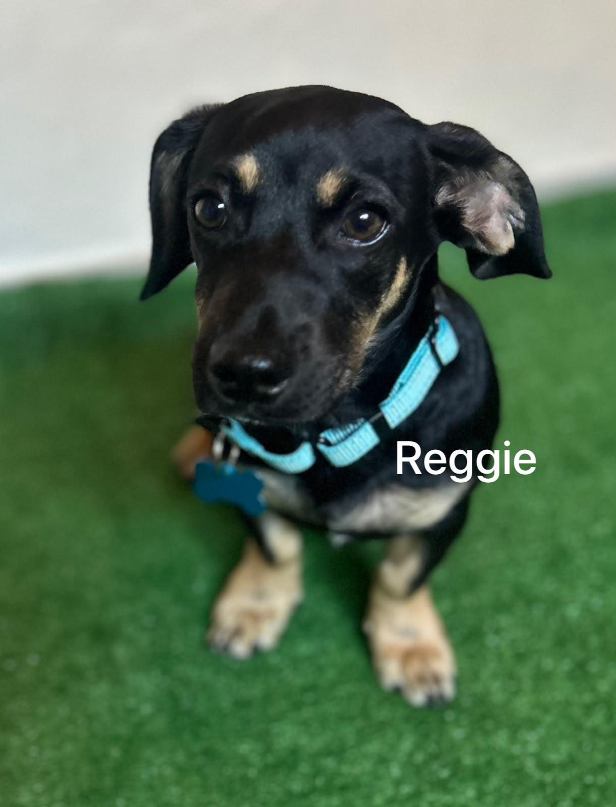 Reggie, an adopted mixed breed in San Ysidro, CA image 3/5