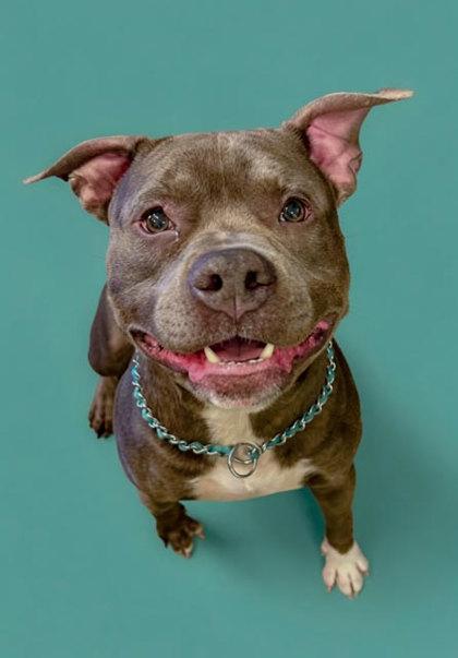 Enlarge Diesel, a Adoptable mixed breed in Bowling Green, KY image 1/1