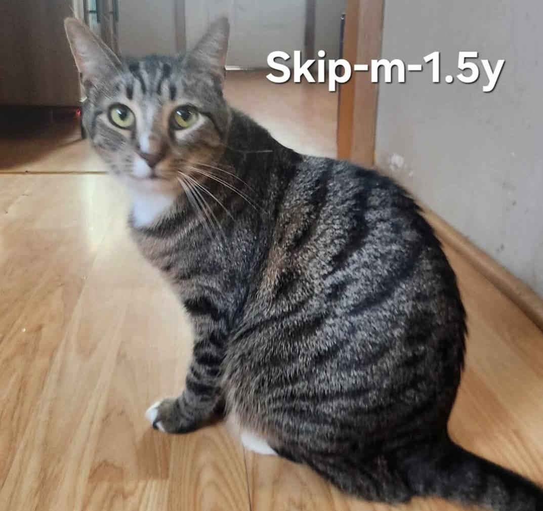 Skip, Adoptable, Adult Male Domestic Short Hair.