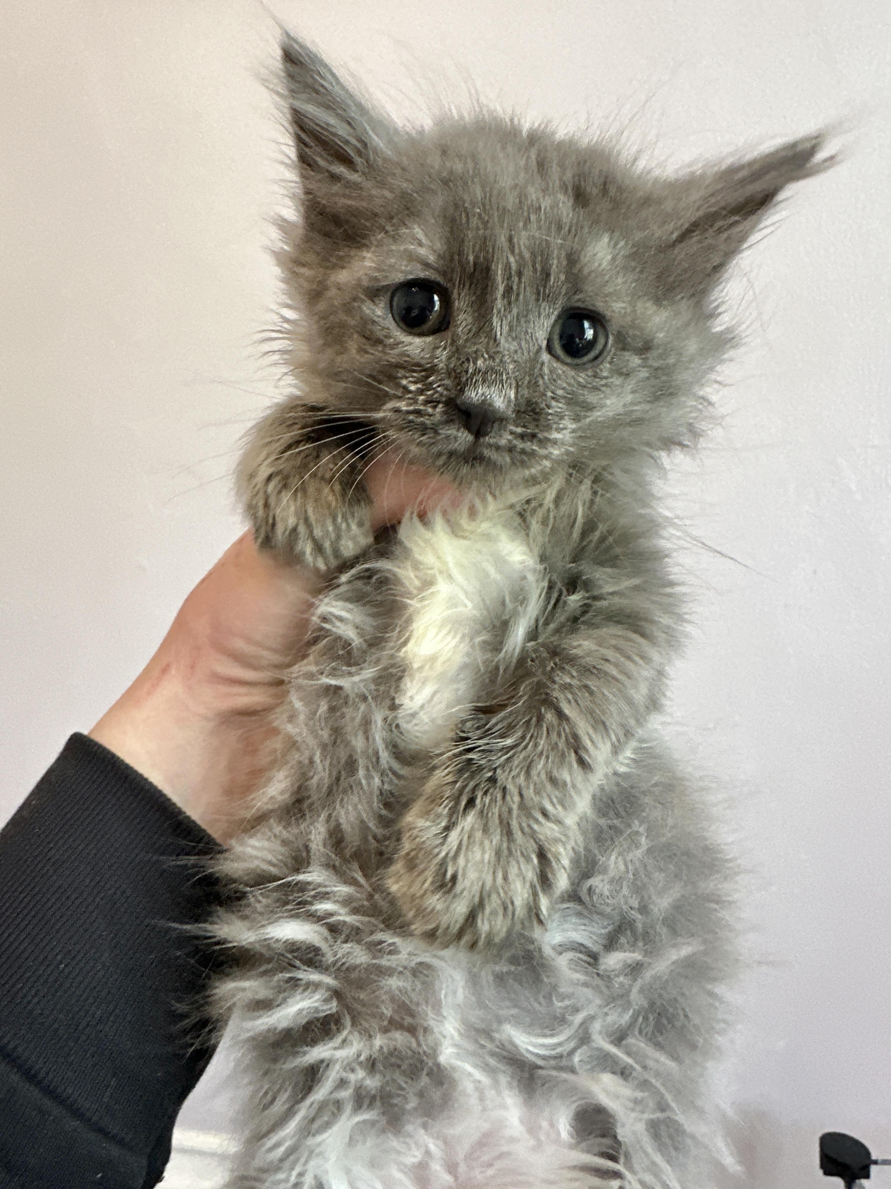 Fiver, an adopted Domestic Medium Hair in Milwaukee, WI image 2/6