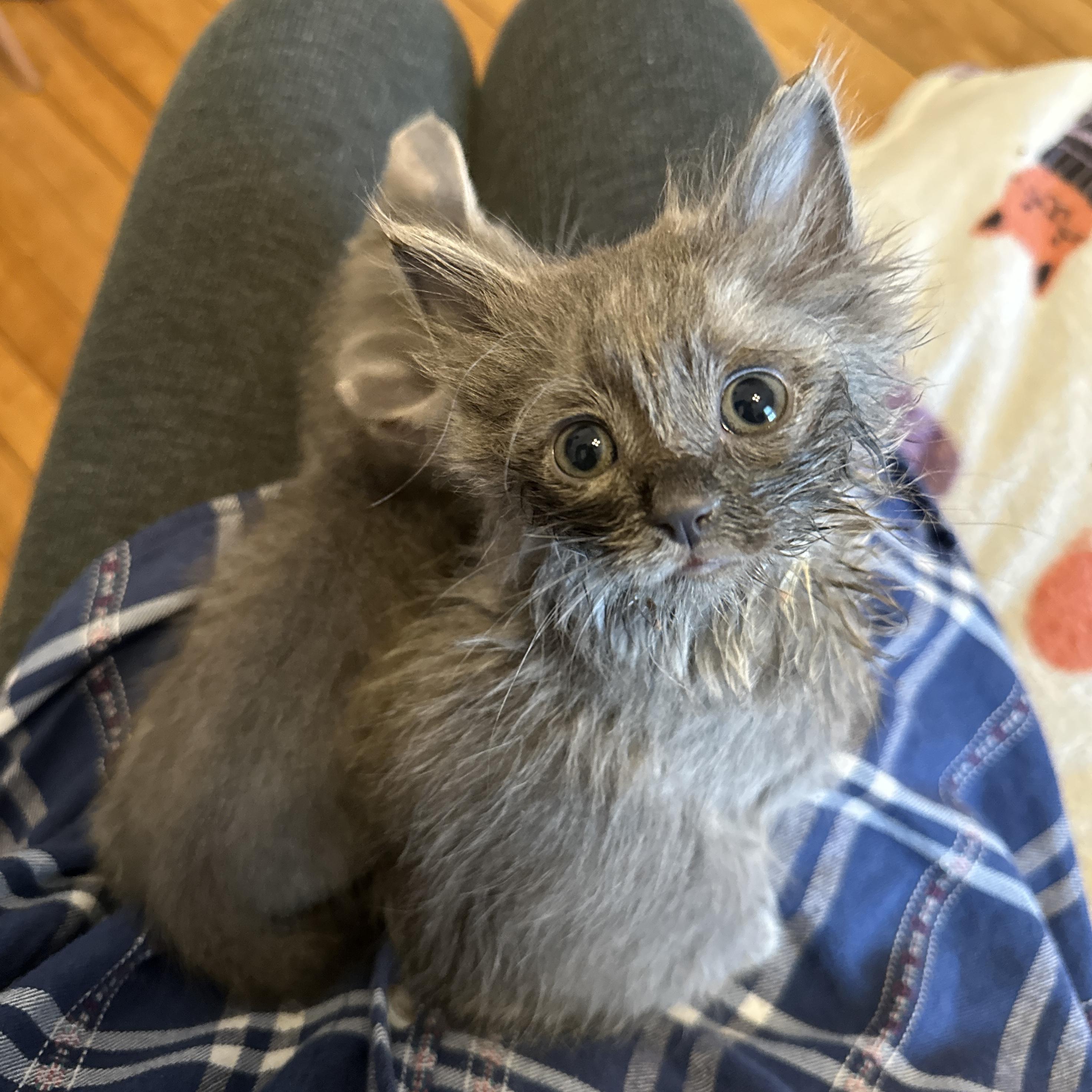 Fiver, an adopted Domestic Medium Hair in Milwaukee, WI image 5/6