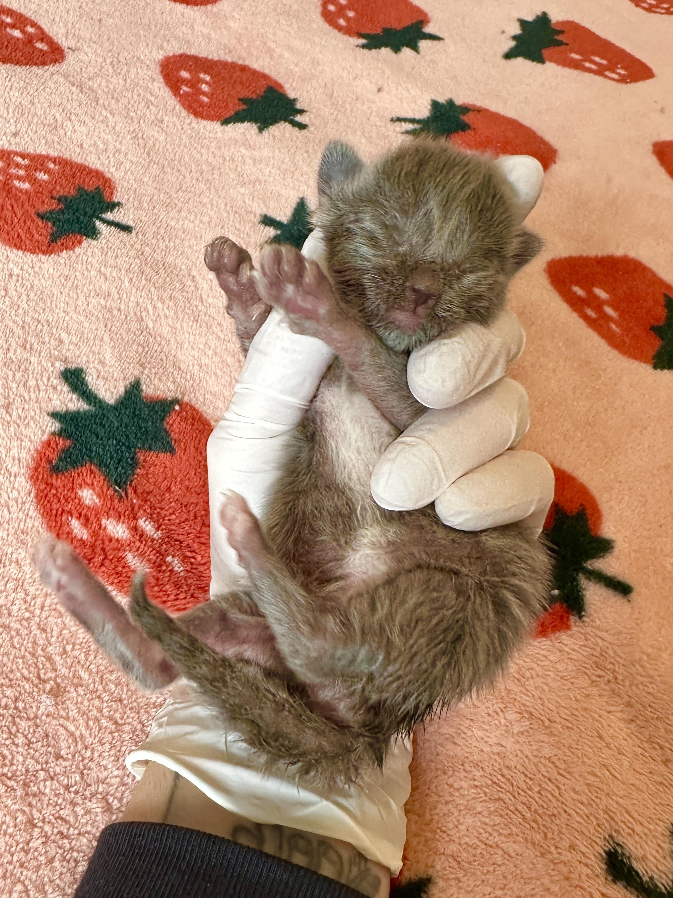 Fiver, an adopted Domestic Medium Hair in Milwaukee, WI image 6/6