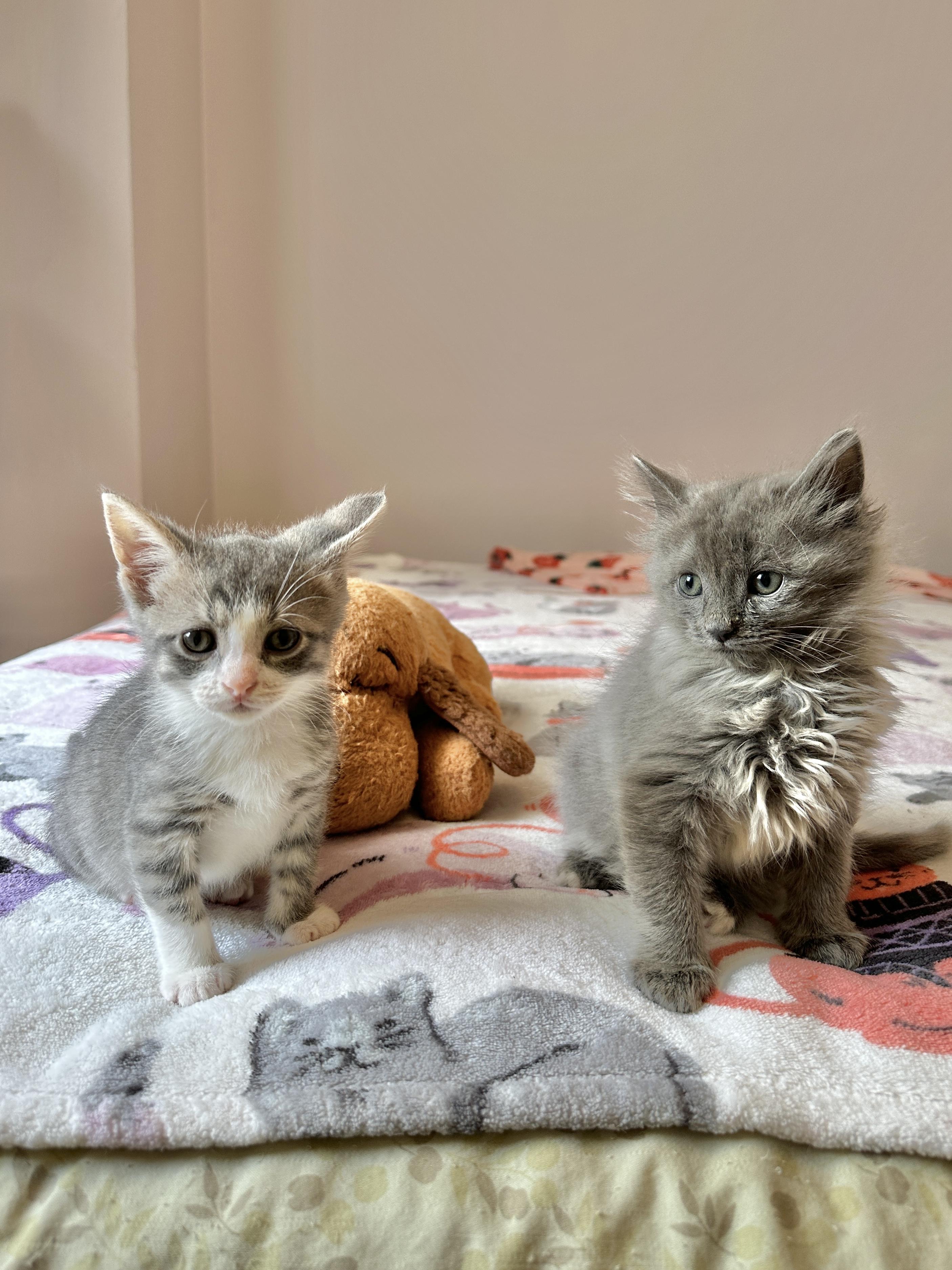Fiver, an adopted Domestic Medium Hair in Milwaukee, WI image 4/6