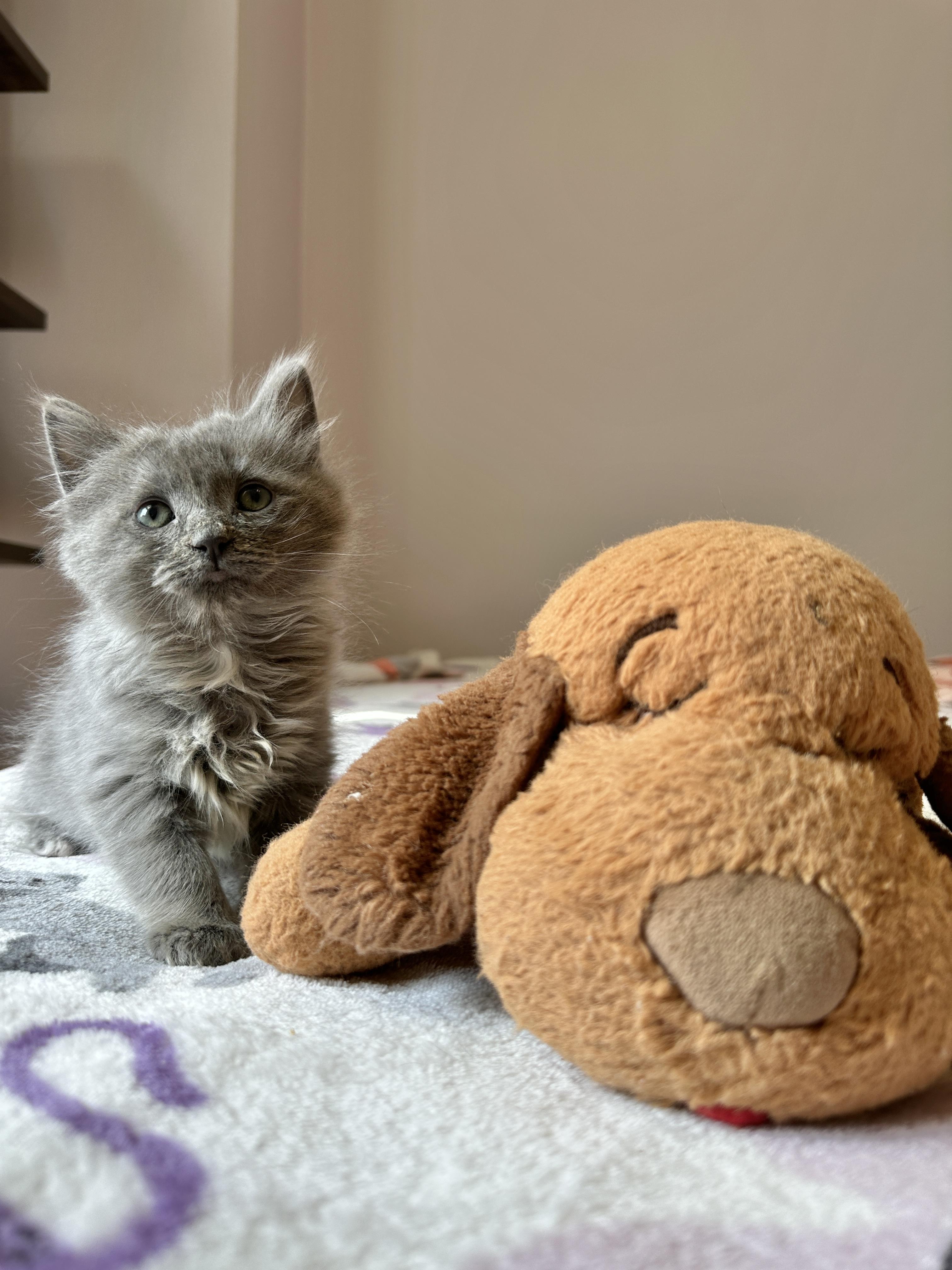 Fiver, an adopted Domestic Medium Hair in Milwaukee, WI image 1/6