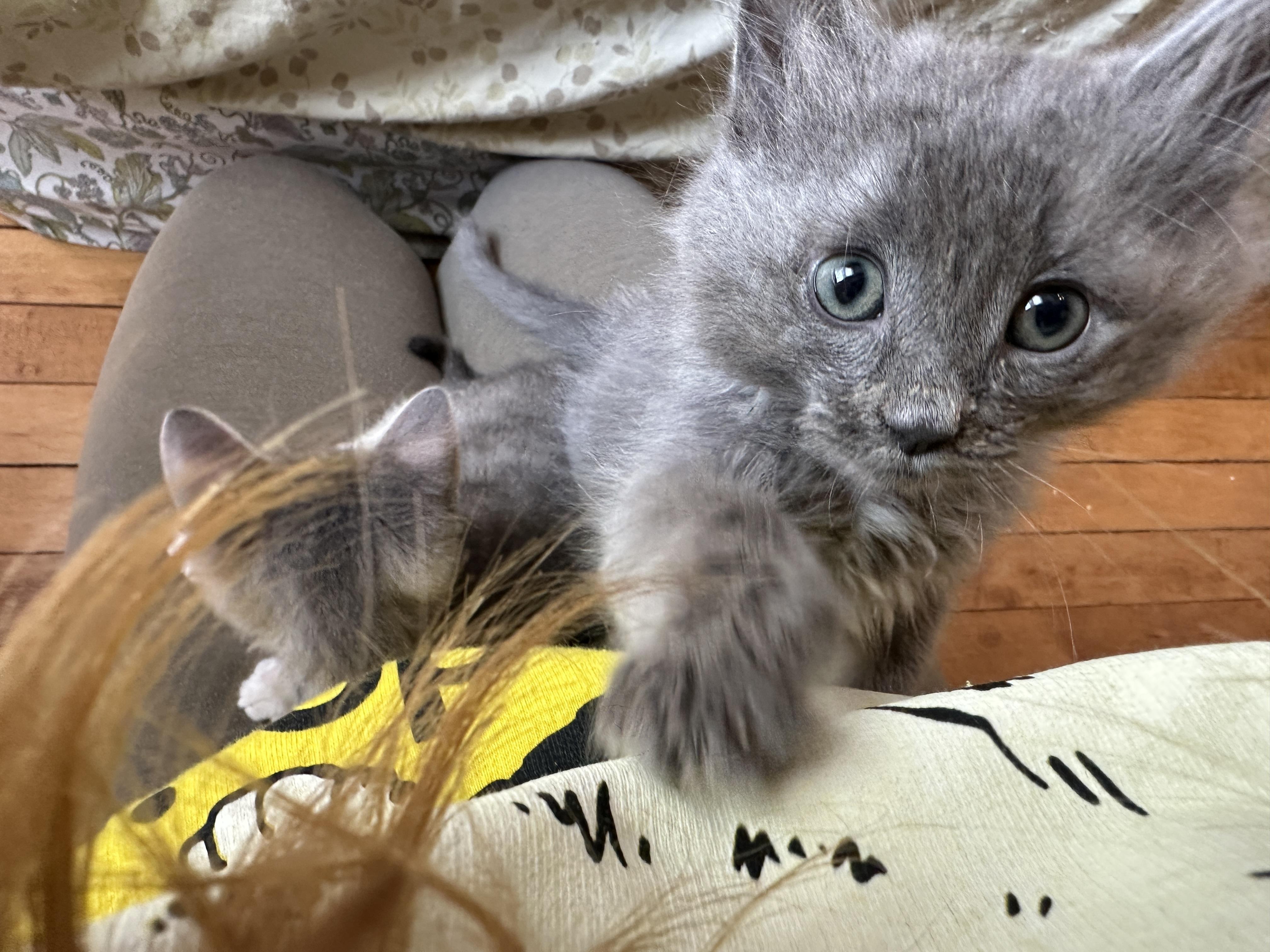 Fiver, an adopted Domestic Medium Hair in Milwaukee, WI image 3/6