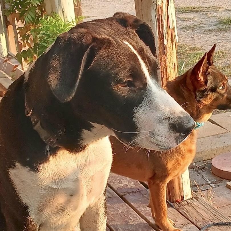 Enlarge Juan Carlos, a Adoptable mixed breed in Brattleboro, VT image 1/6