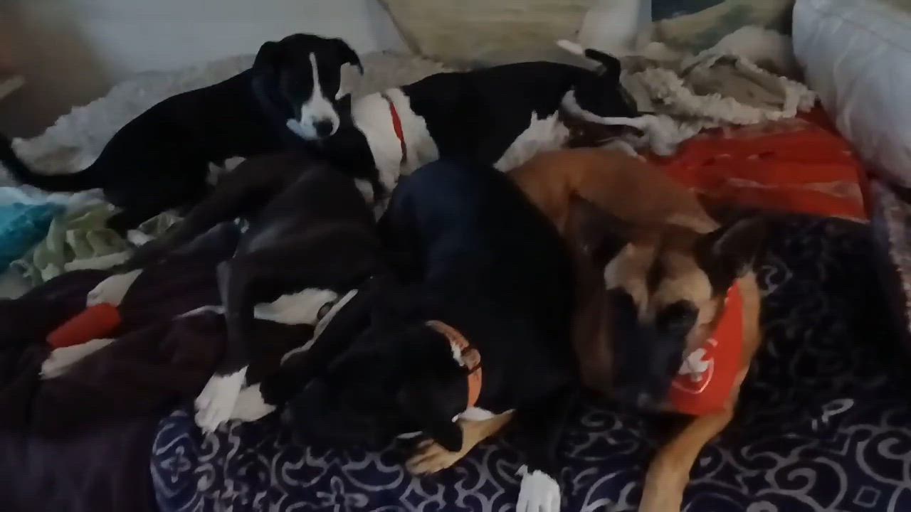 Enlarge Juan Carlos, a Adoptable mixed breed in Brattleboro, VT video 5/6