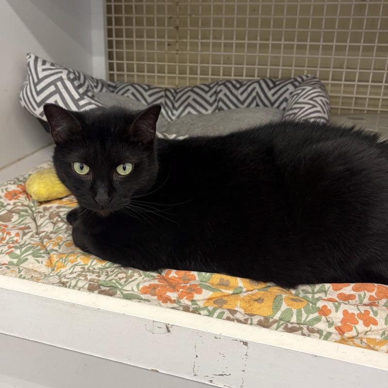 Lulu, Adoptable, Adult Female Domestic Short Hair.