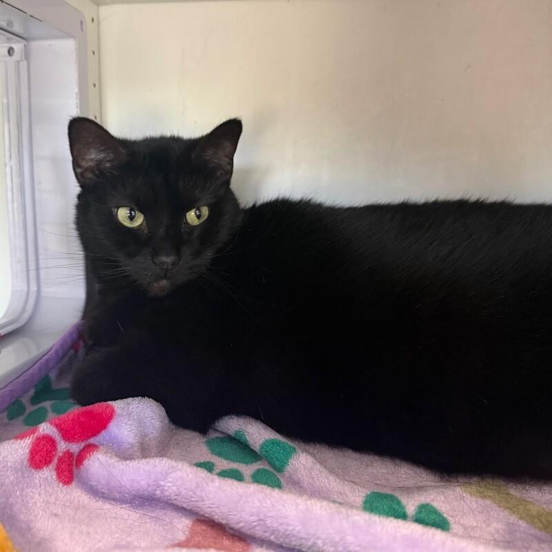 Lulu, a Adoptable Domestic Short Hair in Roanoke, VA image 2/4