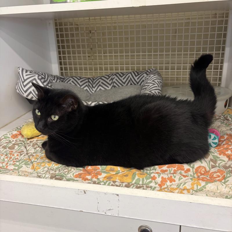 Lulu, a Adoptable Domestic Short Hair in Roanoke, VA image 2/3