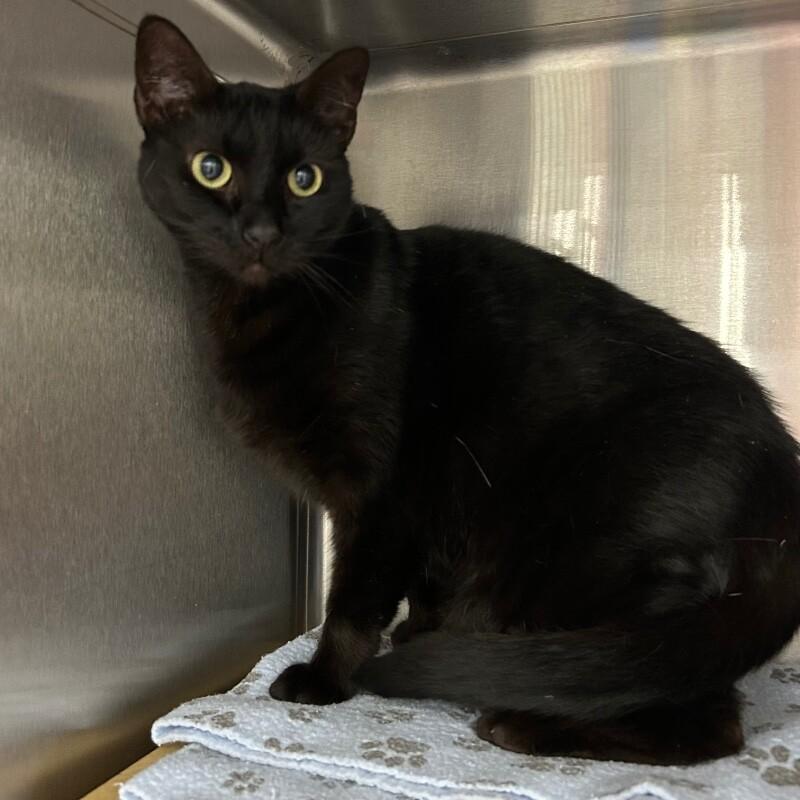 Enlarge Lulu, a Adoptable Domestic Short Hair in Roanoke, VA image 1/1