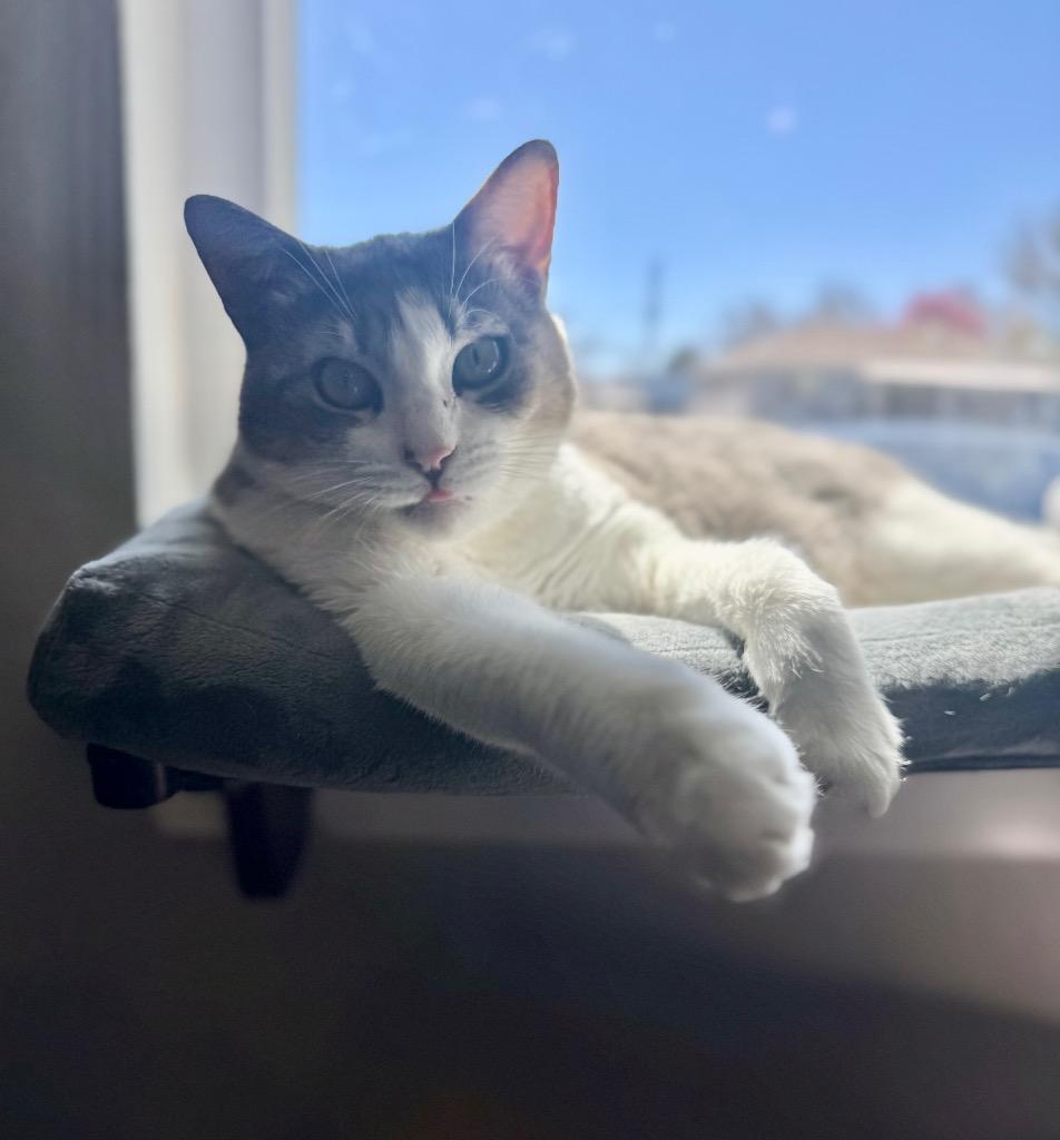 Enlarge Ducky 2, a Adoptable mixed breed in Fort Lupton, CO image 2/5