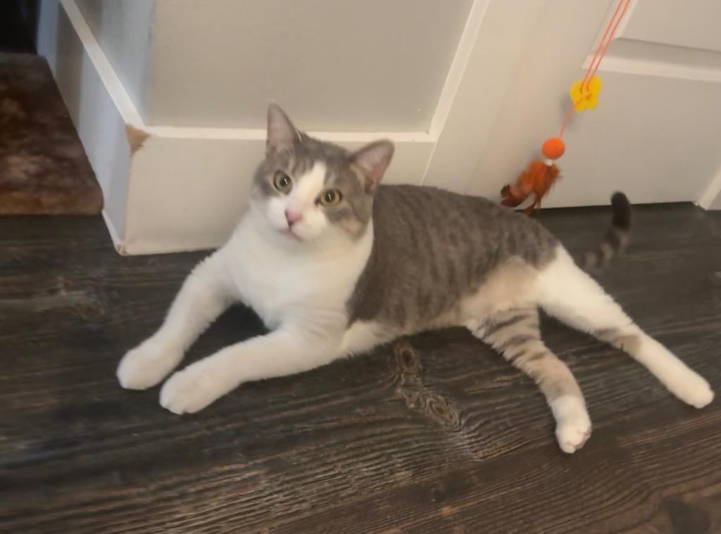 Enlarge Ducky 2, a Adoptable mixed breed in Fort Lupton, CO image 3/5