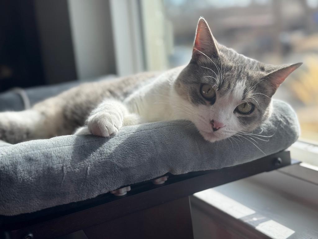 Enlarge Ducky 2, a Adoptable mixed breed in Fort Lupton, CO image 4/5