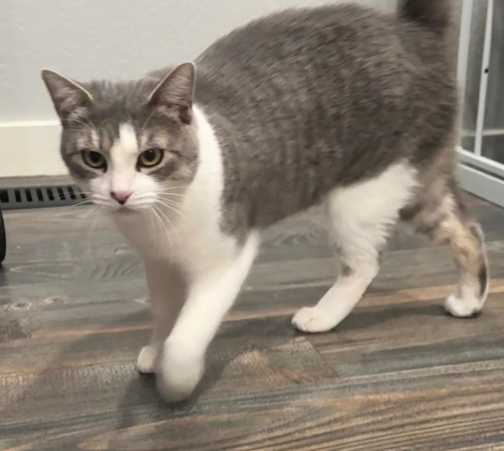 Enlarge Ducky 2, a Adoptable mixed breed in Fort Lupton, CO image 5/5