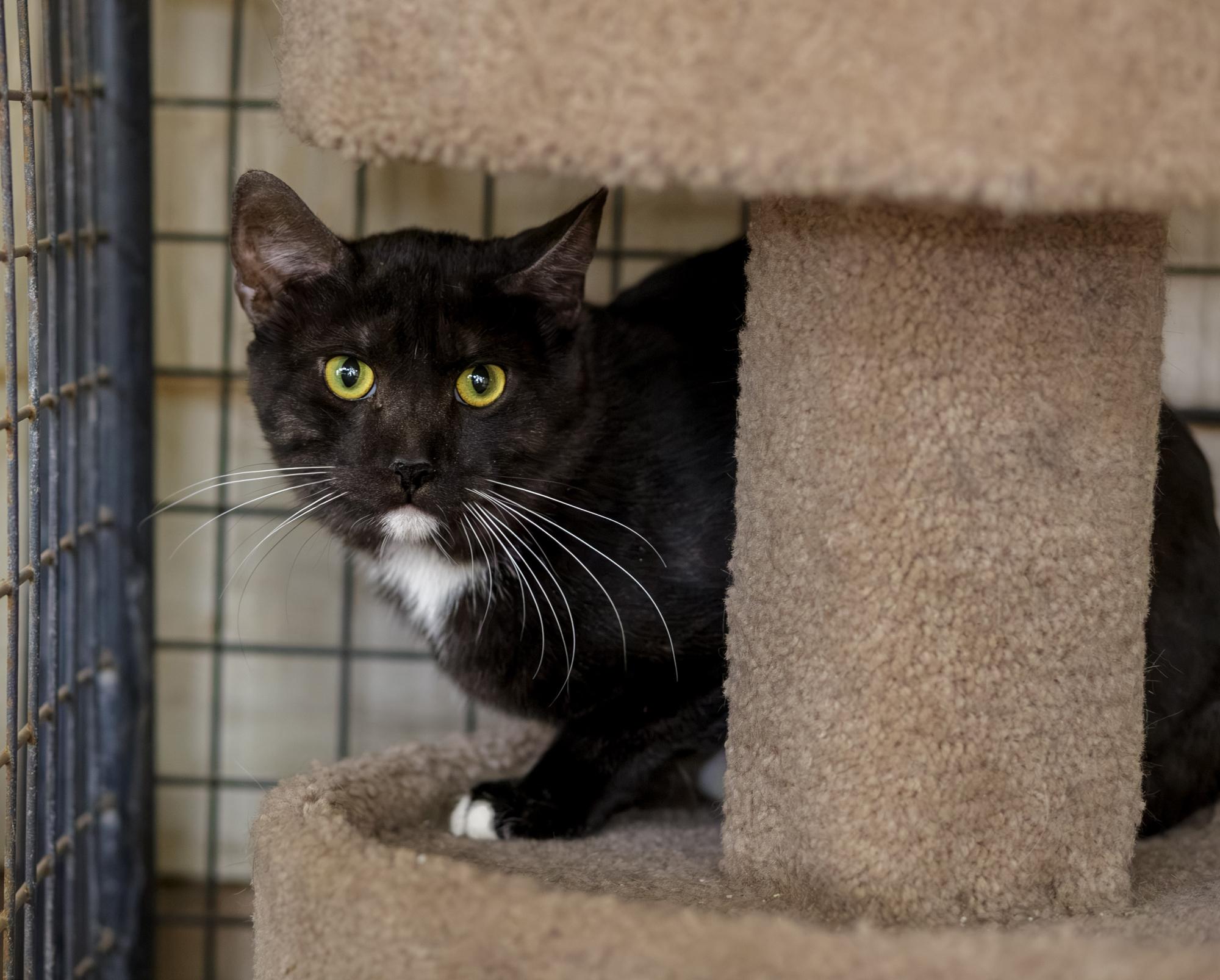 Habanero, ADOPTABLE, Adult Male Domestic Short Hair.