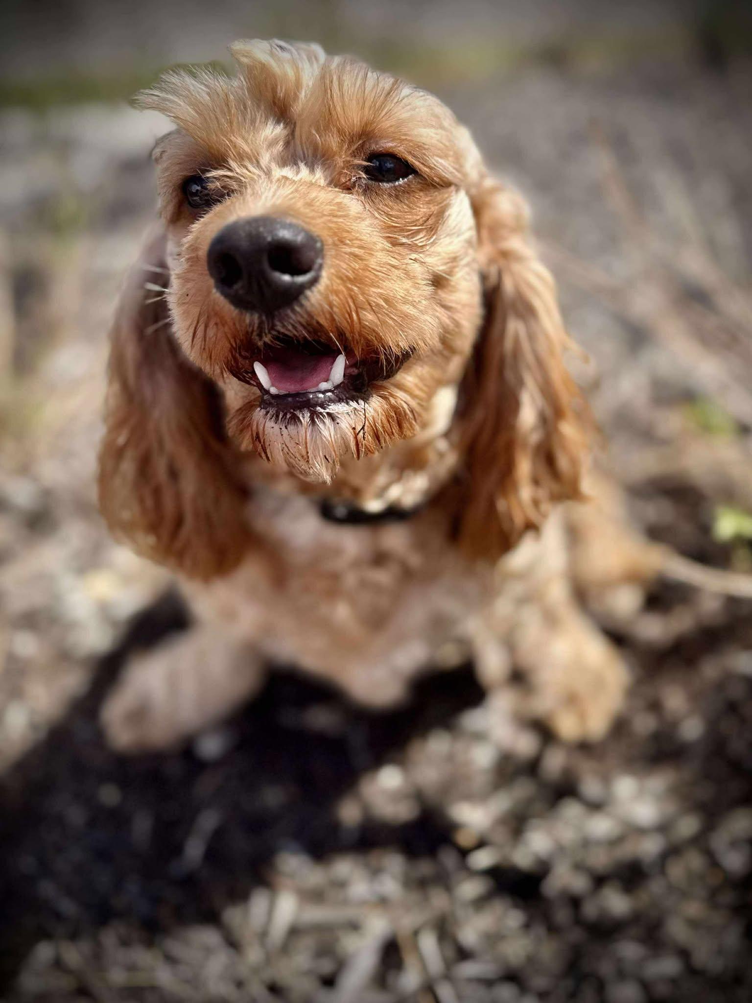 Andy, an adoptable Cockapoo in Austin, TX, 78755 | Photo Image 1