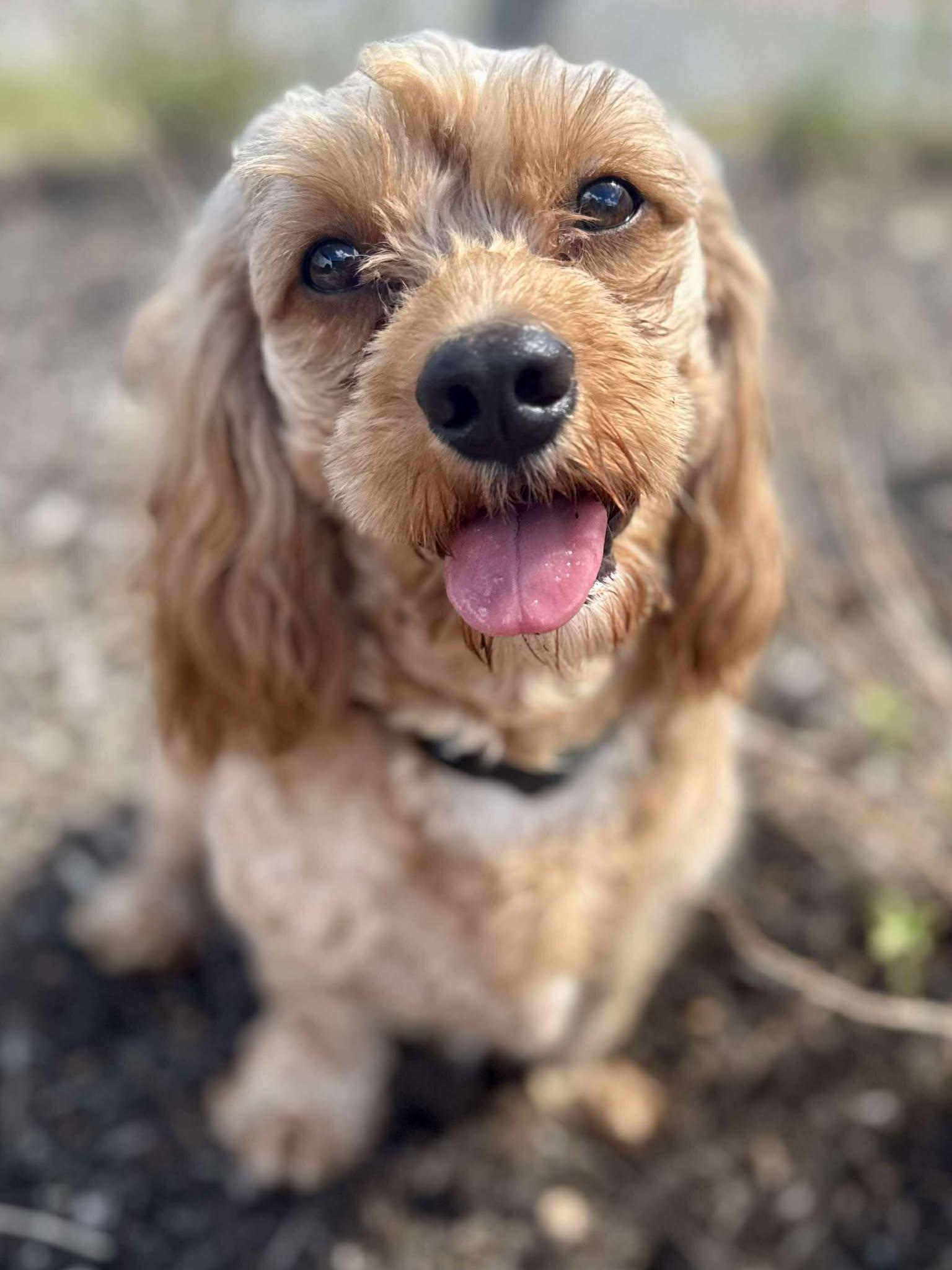 Andy, an adoptable Cockapoo in Austin, TX, 78755 | Photo Image 2