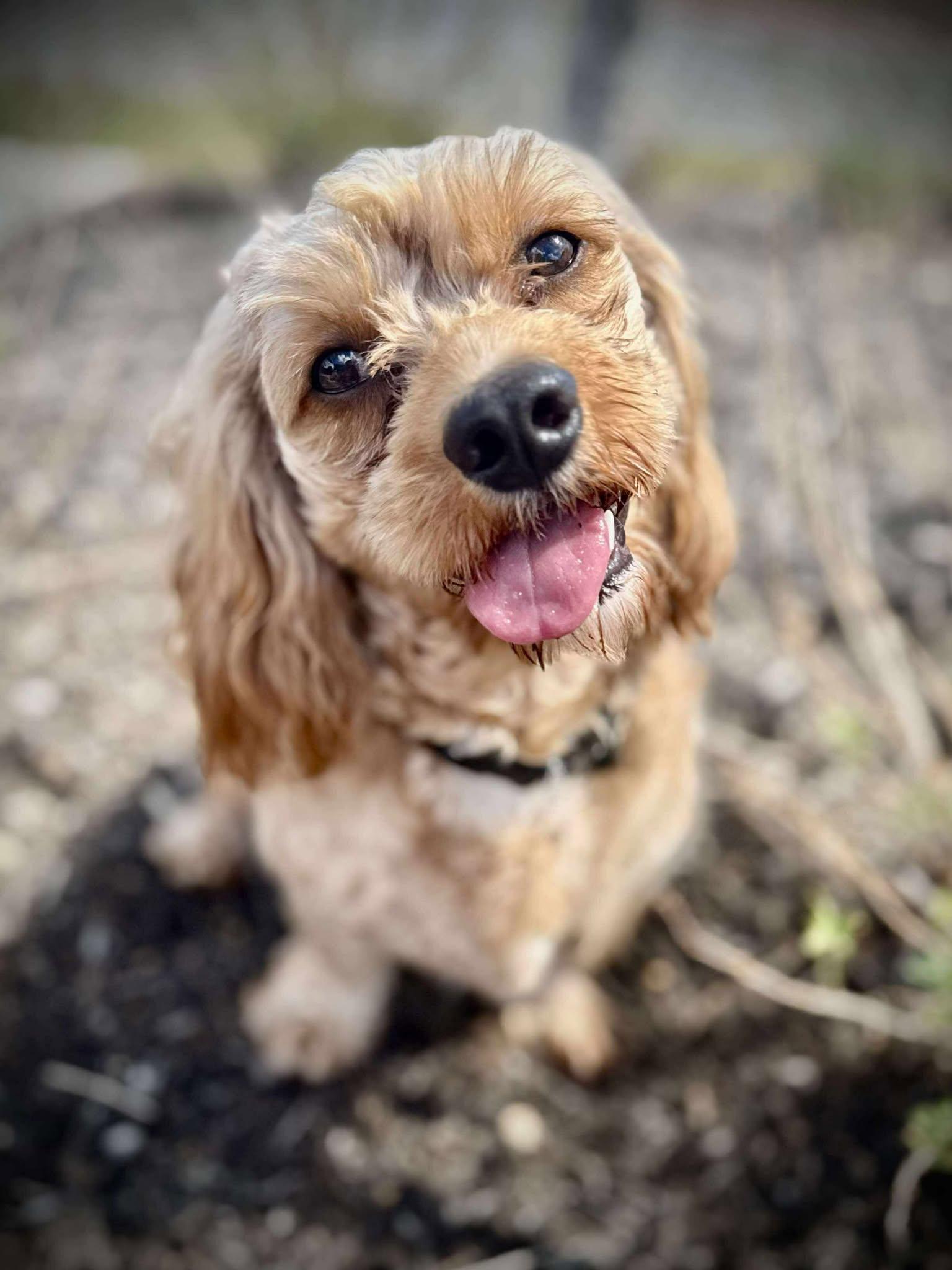 Andy, an adoptable Cockapoo in Austin, TX, 78755 | Photo Image 3