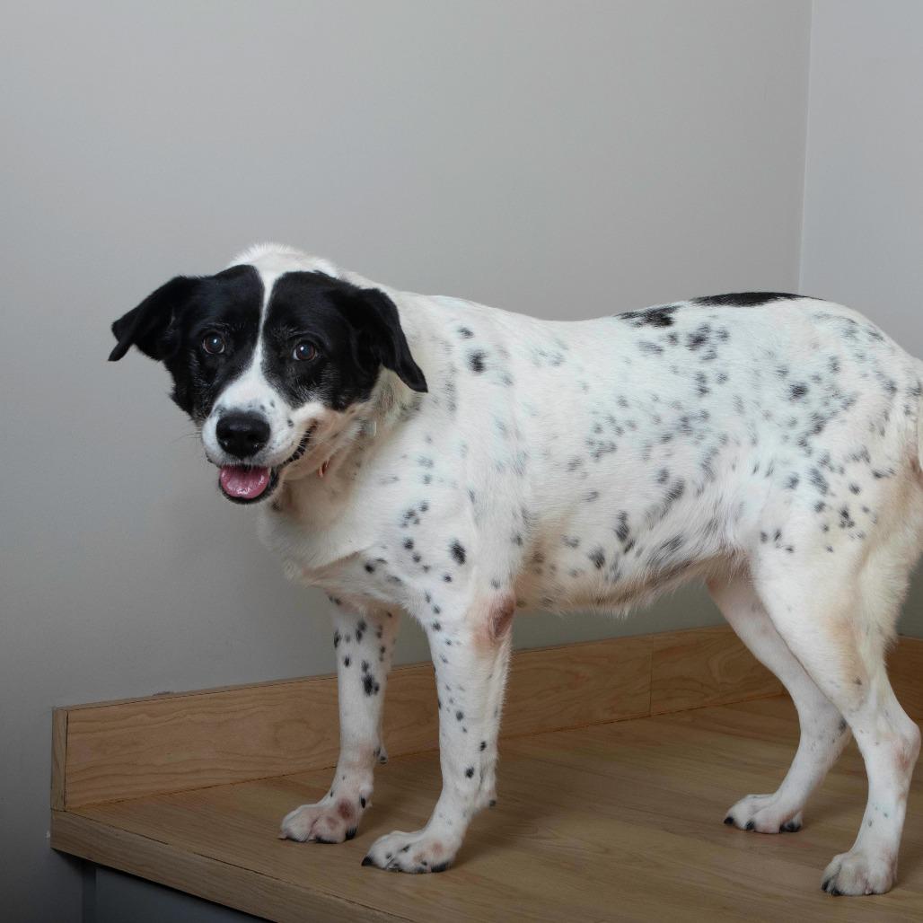 Enlarge Aunt Daisy D67266, a Adoptable Australian Cattle Dog / Blue Heeler in Minnetonka, MN image 1/6