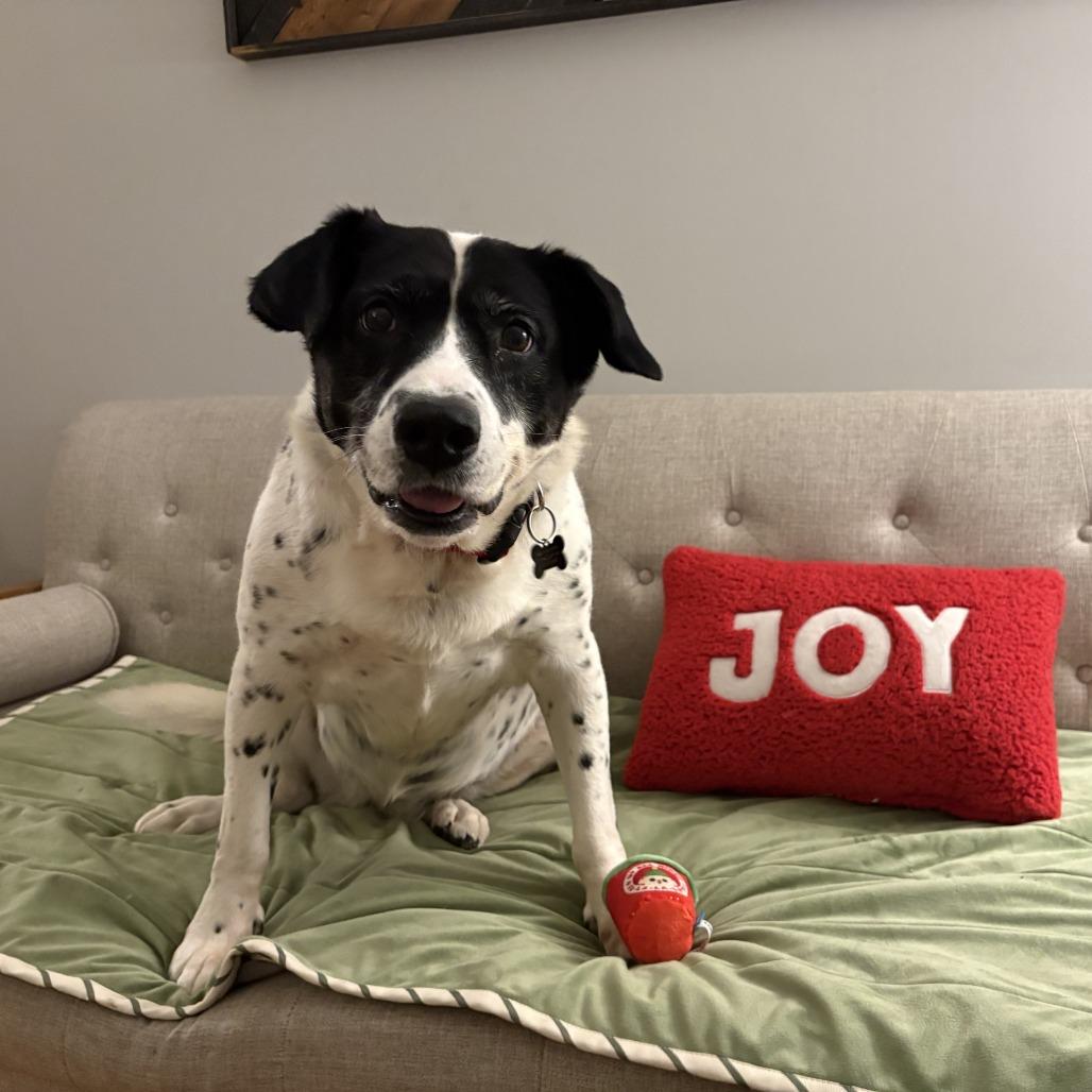 Aunt Daisy D67266, Adoptable, Senior Female Australian Cattle Dog / Blue Heeler.