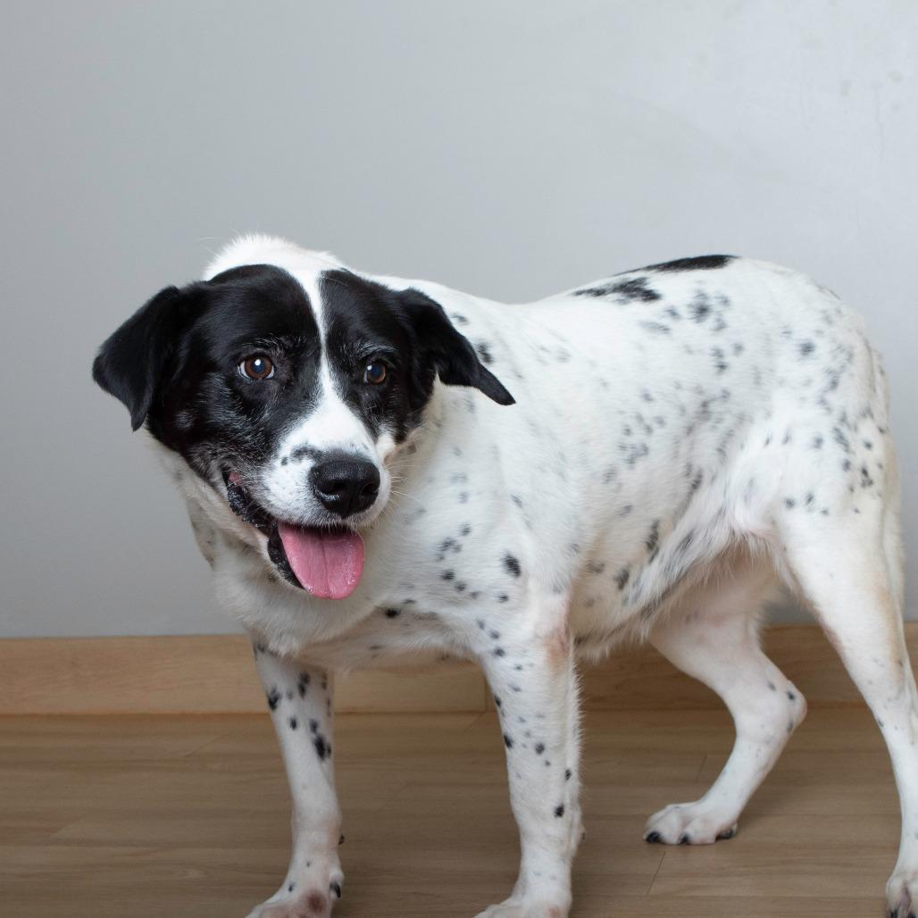 Enlarge Aunt Daisy D67266, a Adoptable Australian Cattle Dog / Blue Heeler in Minnetonka, MN image 2/6
