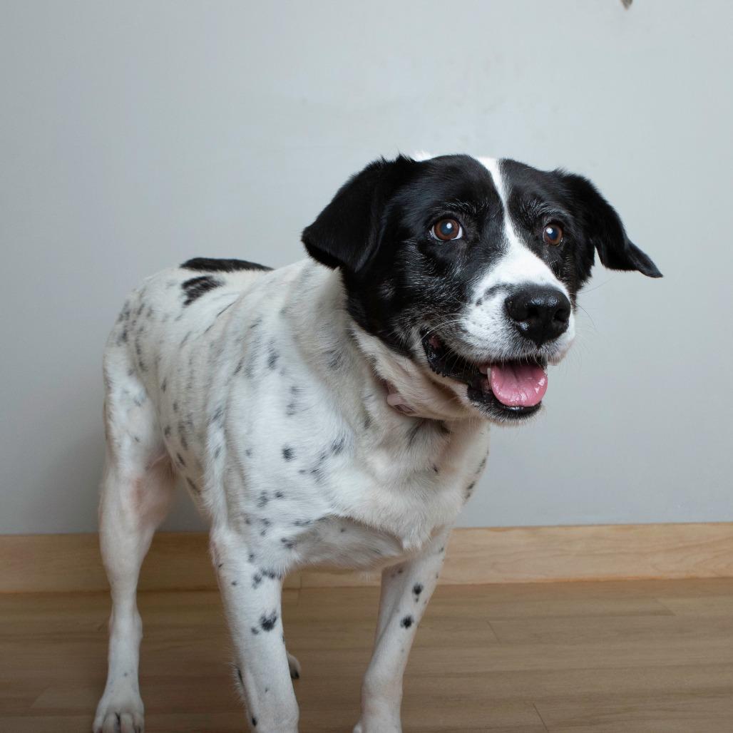 Enlarge Aunt Daisy D67266, a Adoptable Australian Cattle Dog / Blue Heeler in Minnetonka, MN image 3/6