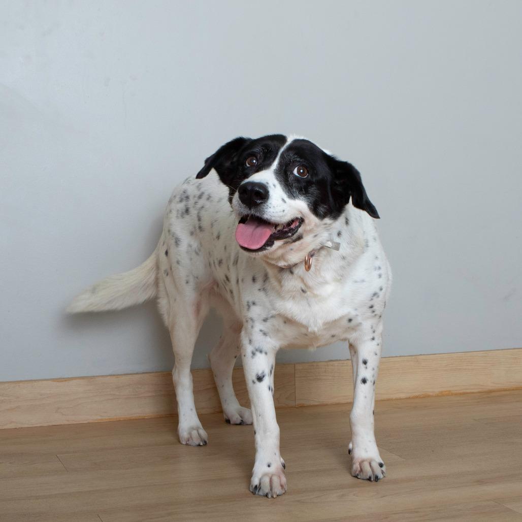 Enlarge Aunt Daisy D67266, a Adoptable Australian Cattle Dog / Blue Heeler in Minnetonka, MN image 4/6