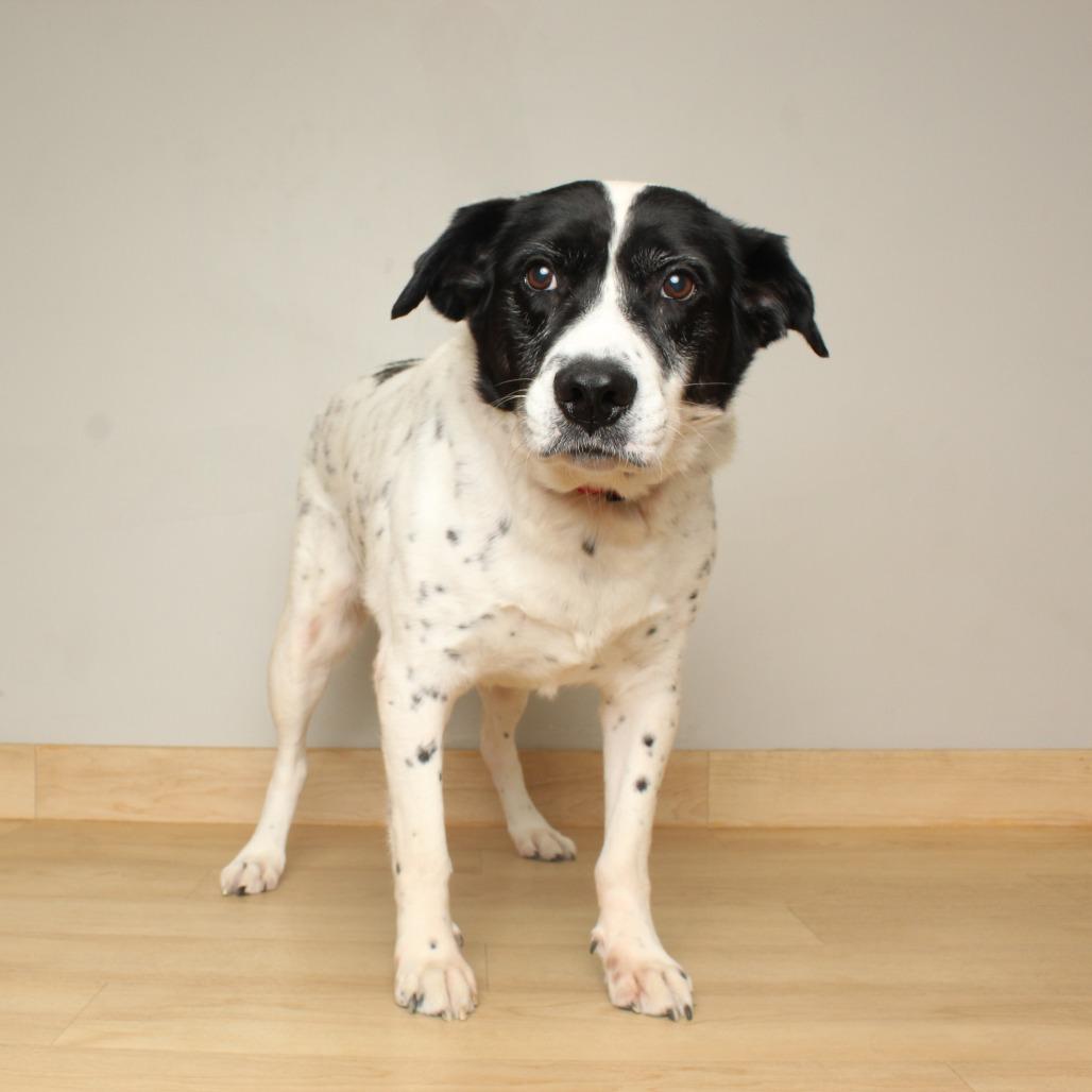 Aunt Daisy D67266 — thumbnail 2