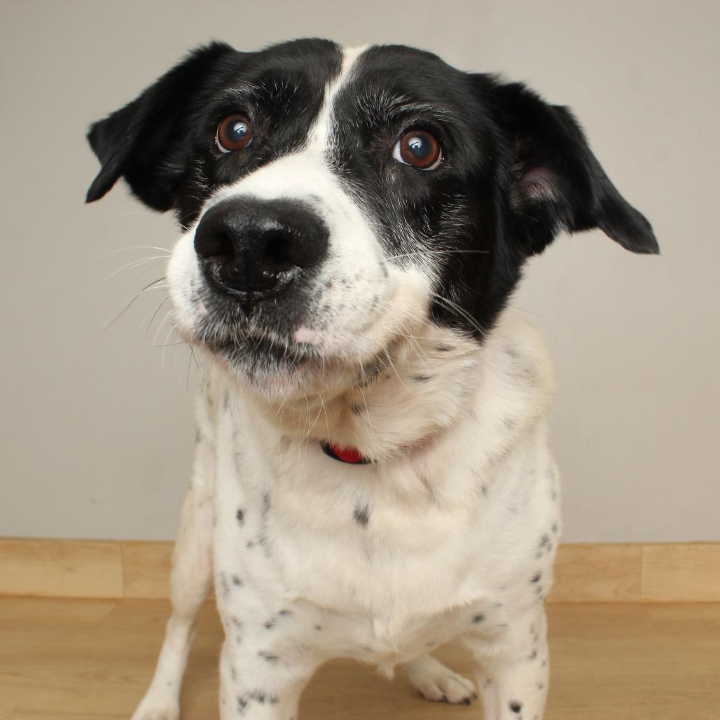 Aunt Daisy D67266 — thumbnail 3