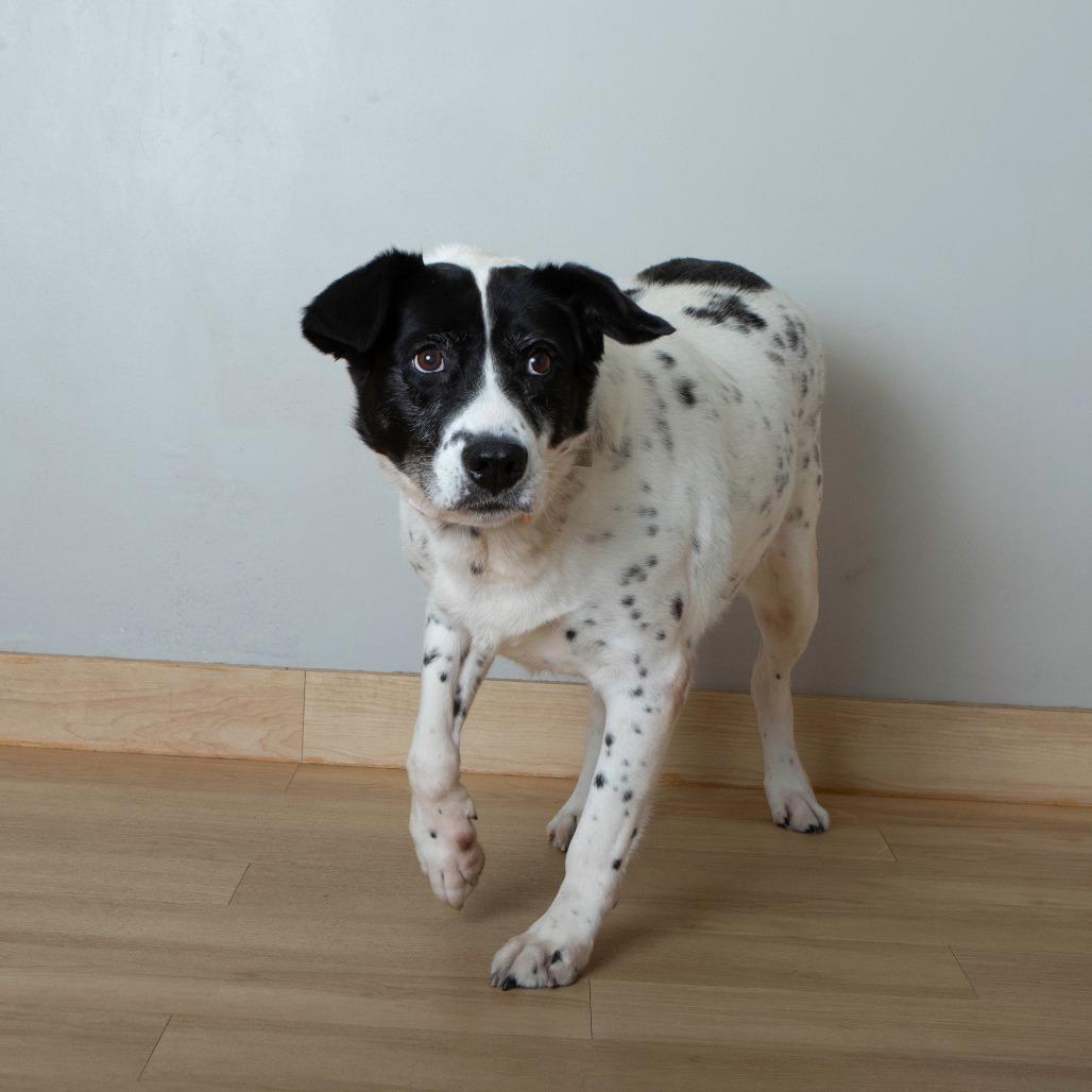 Enlarge Aunt Daisy D67266, a Adoptable Australian Cattle Dog / Blue Heeler in Minnetonka, MN image 5/6