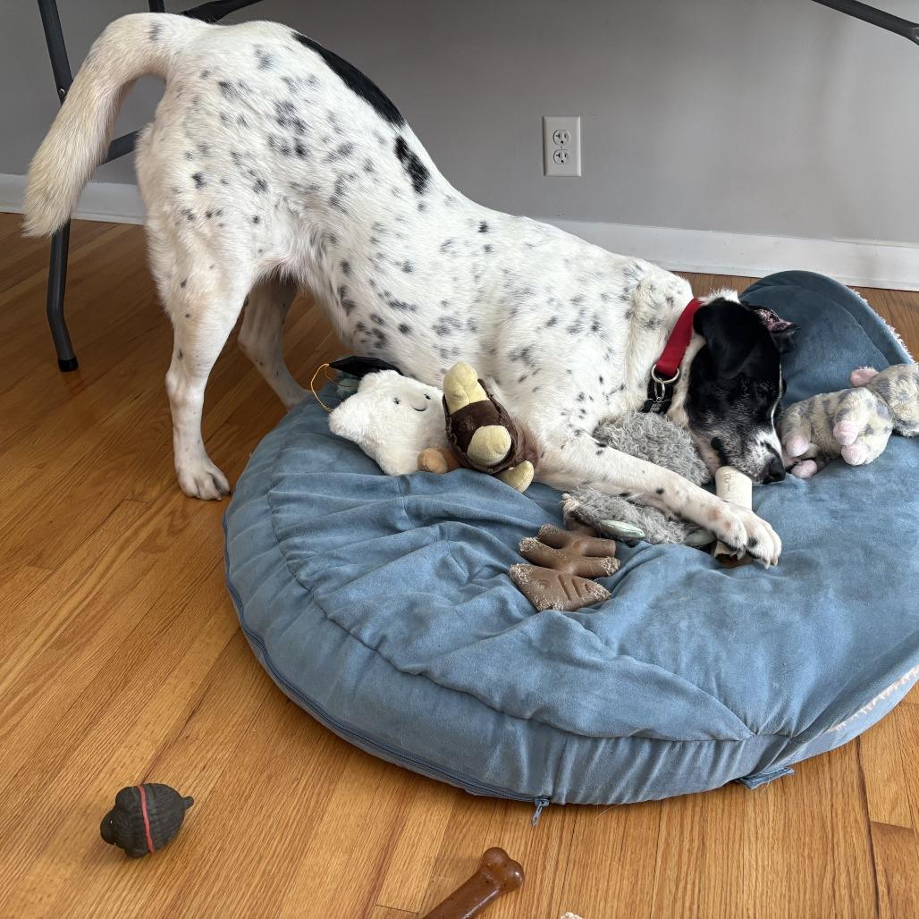 Enlarge Aunt Daisy D67266, a Adoptable Australian Cattle Dog / Blue Heeler in Minnetonka, MN image 6/6