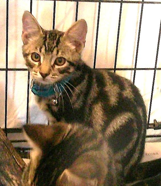 Enlarge BOO, a Adoptable mixed breed in Olympia, WA image 2/4