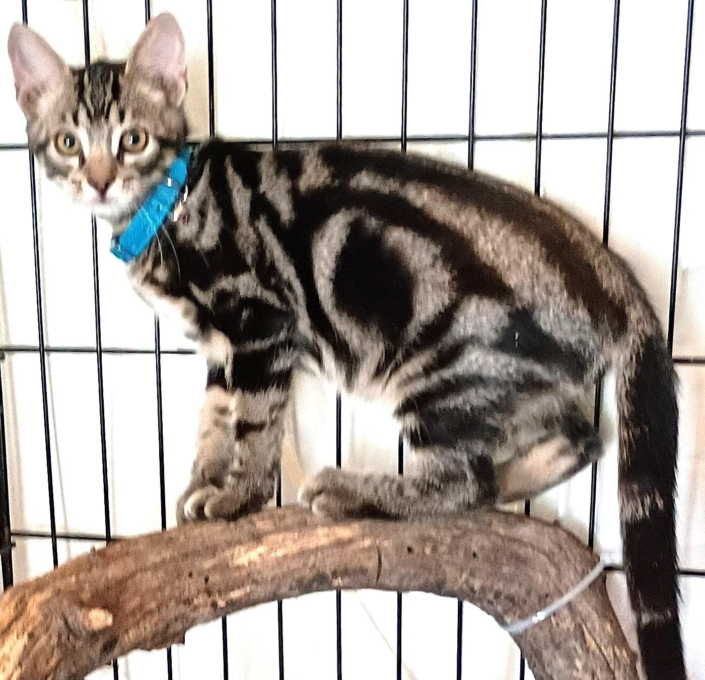 BOO, Adoptable, Kitten Male Domestic Short Hair.