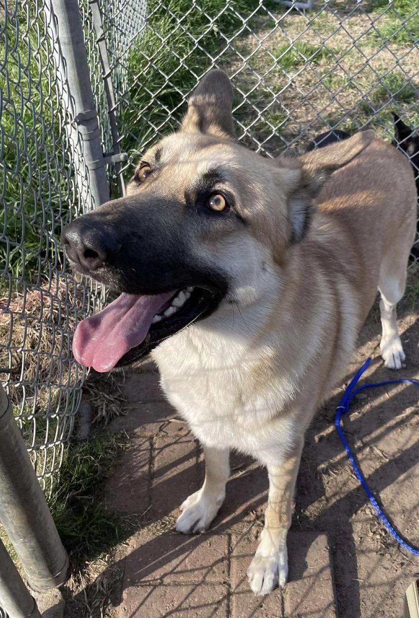 Creed, adopted, Young Male German Shepherd Dog.