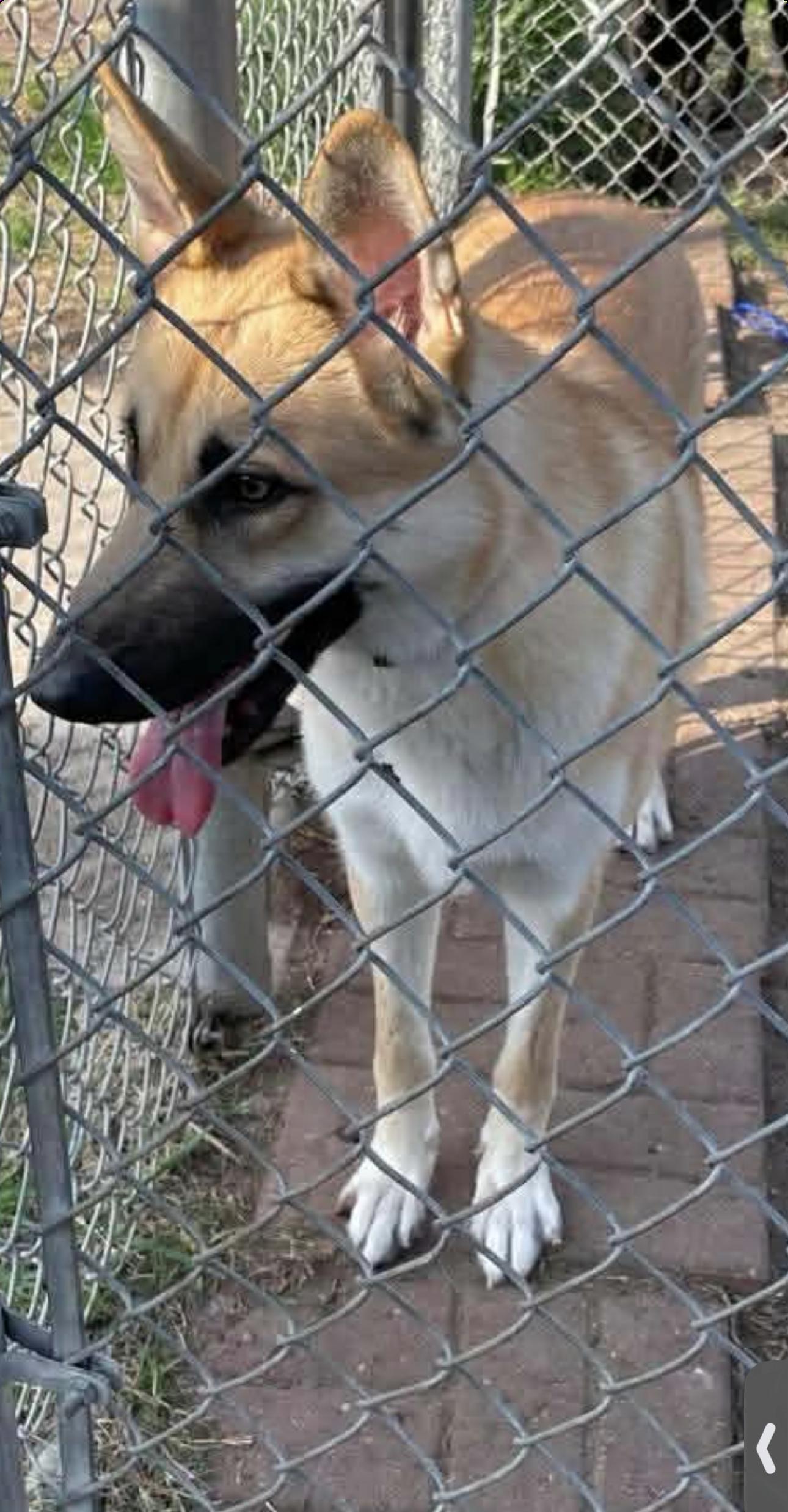 Enlarge Creed, an adopted mixed breed in Kankakee, IL image 2/2