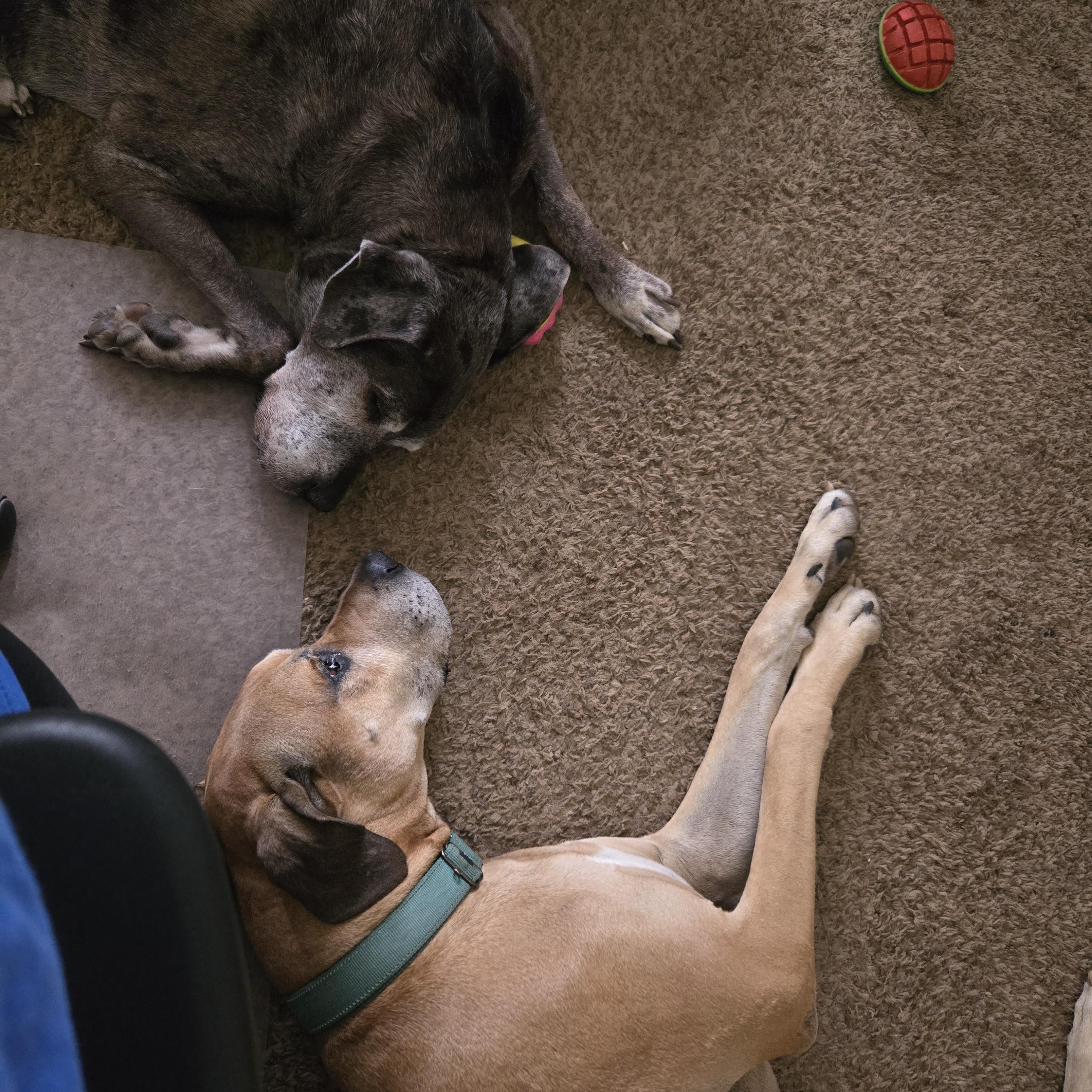 Murray, a ADOPTABLE Great Dane in Pensacola, FL image 3/6