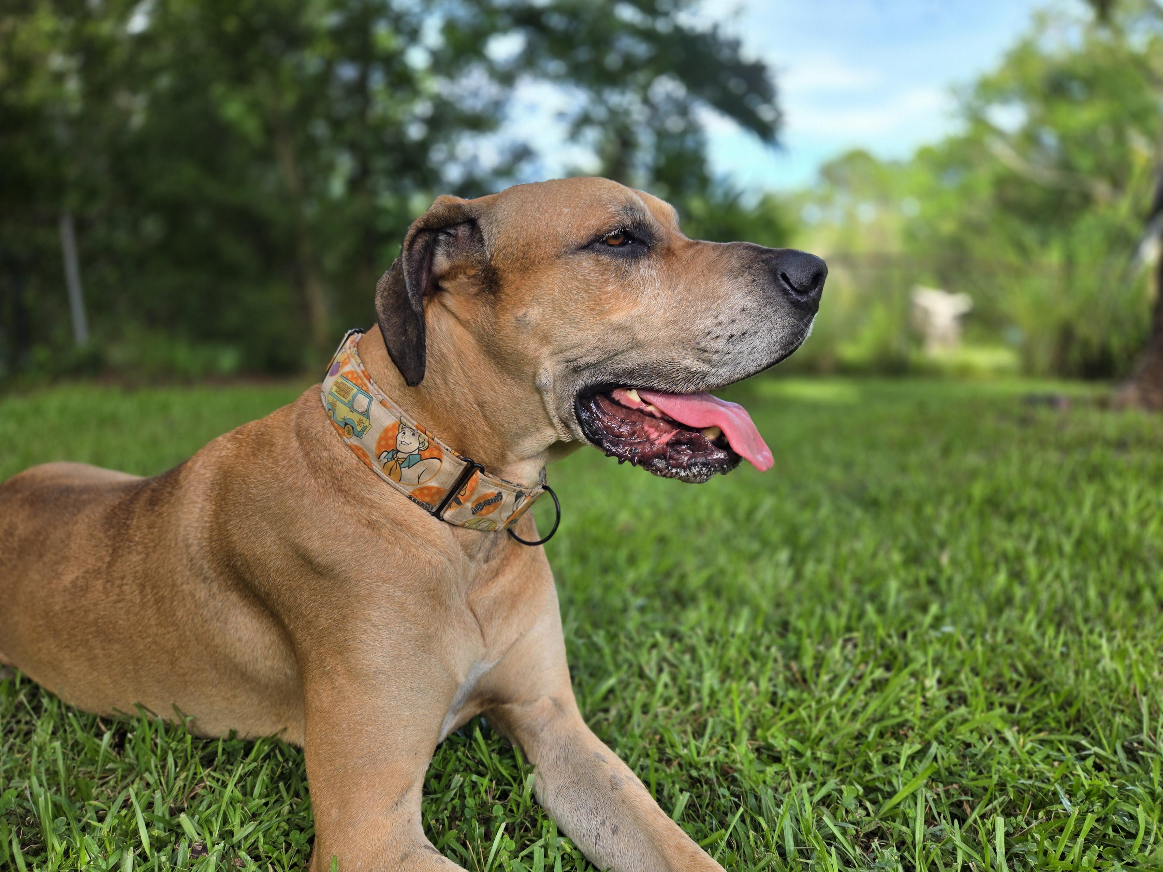 Murray, a ADOPTABLE Great Dane in Pensacola, FL image 1/6