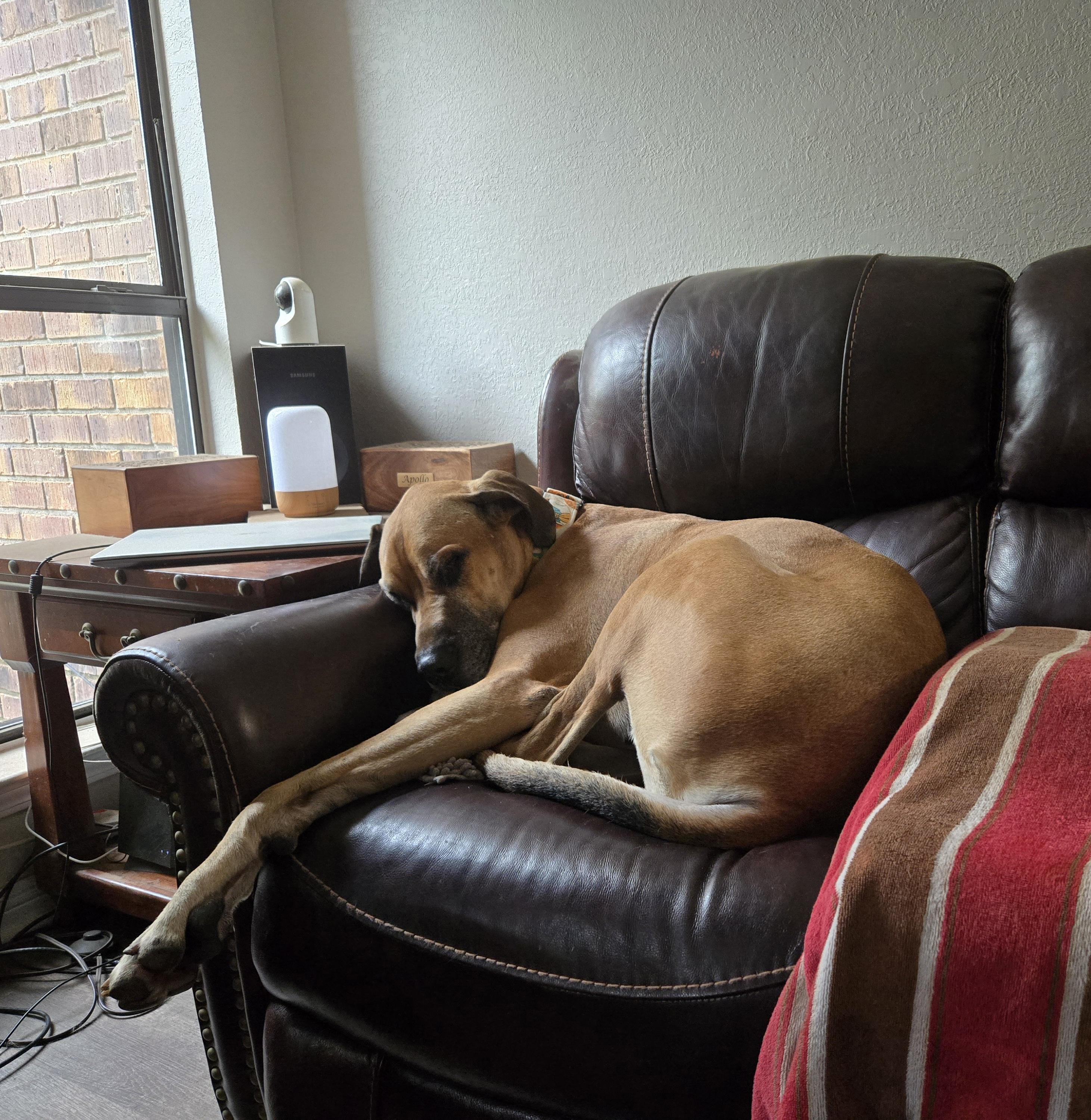 Murray, a ADOPTABLE Great Dane in Pensacola, FL image 5/6