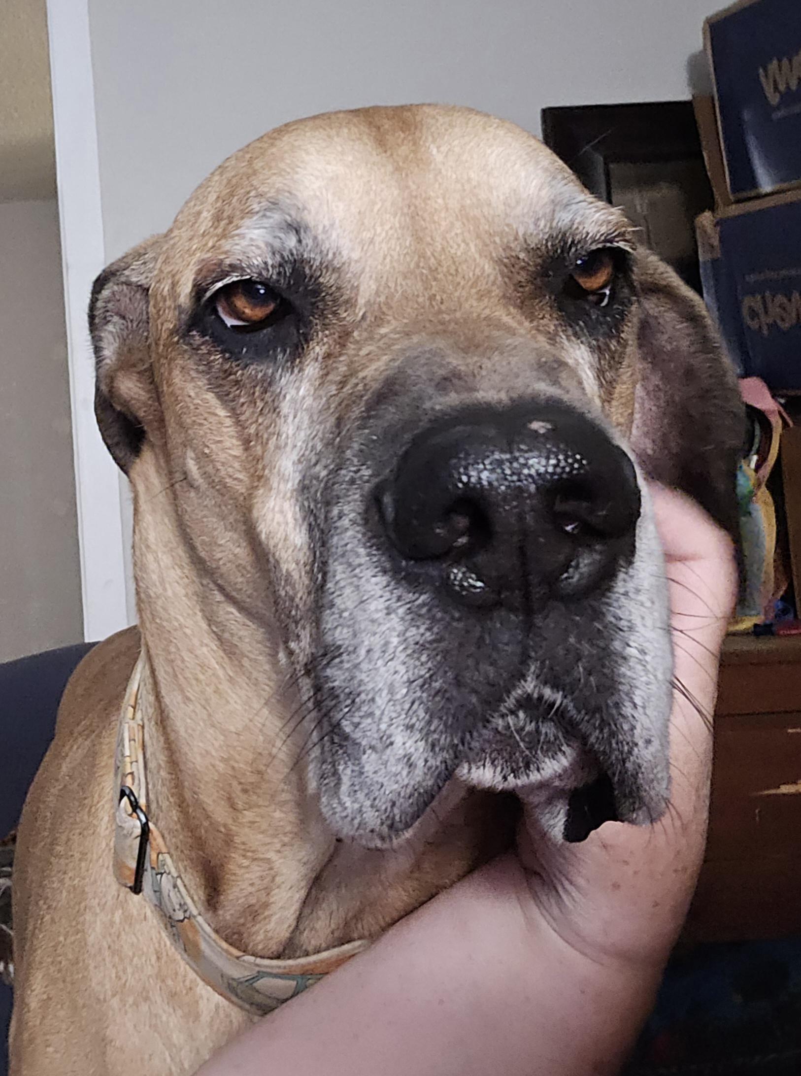 Murray, a ADOPTABLE Great Dane in Pensacola, FL image 2/6